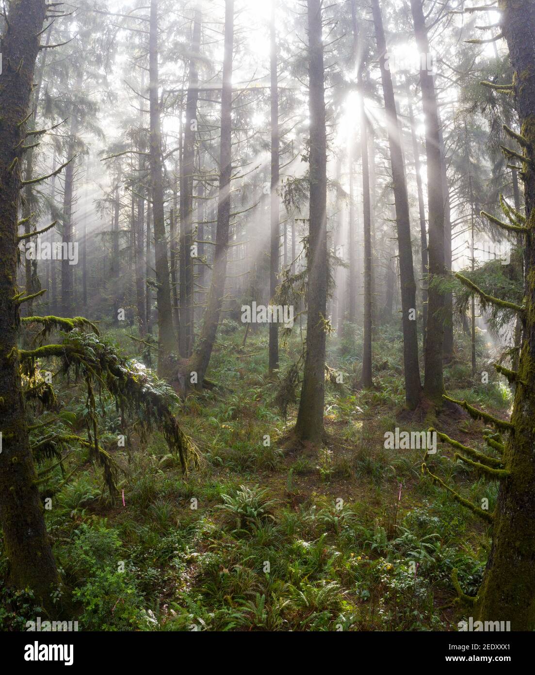 Les séquoias côtiers, Sequoia sempervirens, prospèrent dans une forêt saine dans le nord de la Californie. Les séquoias poussent dans une gamme de climat très spécifique. Banque D'Images