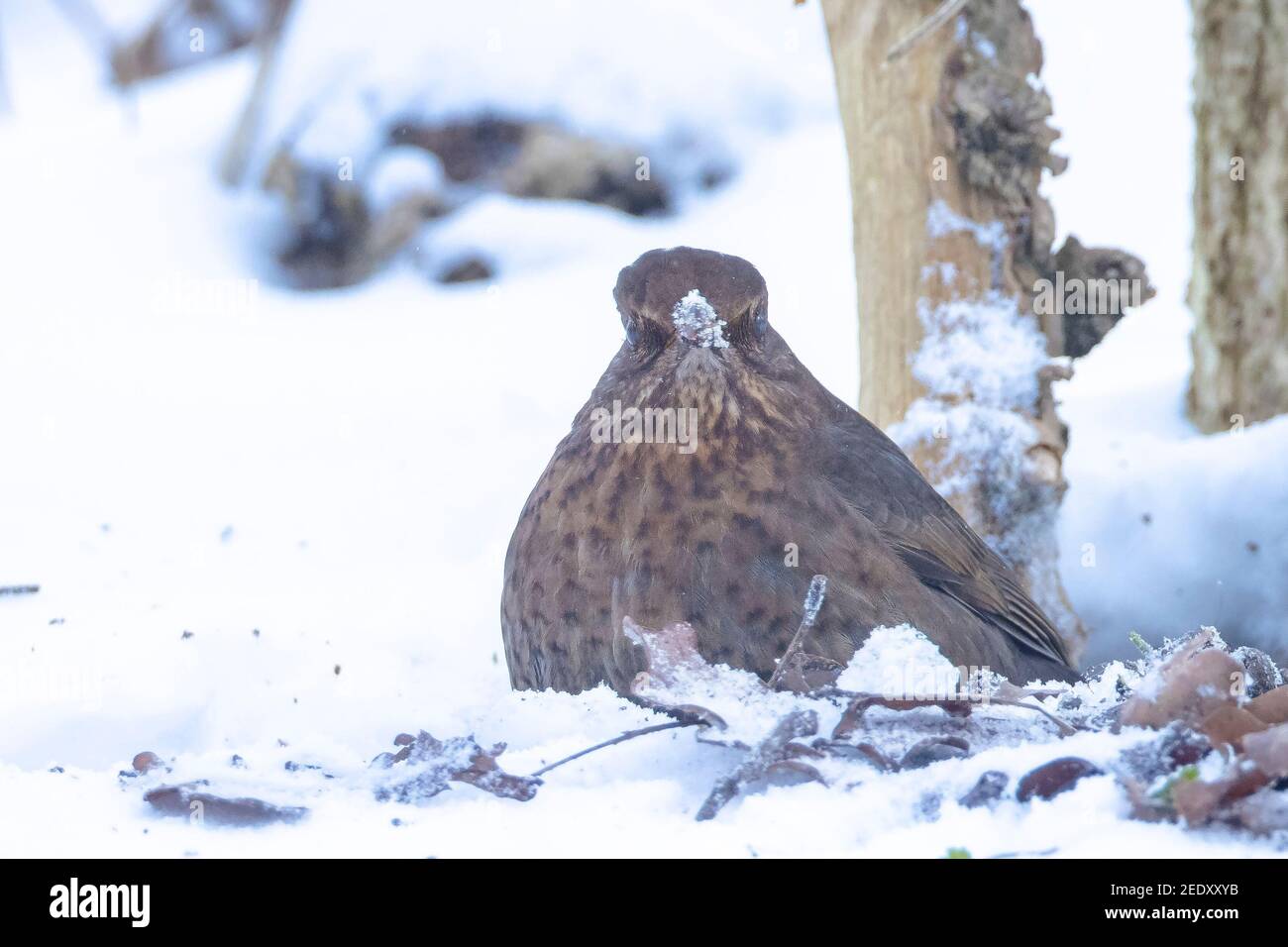 Gros plan d'un commun blackbird Turdus merula, fourrager dans la neige, beau froid cadre d'hiver Banque D'Images