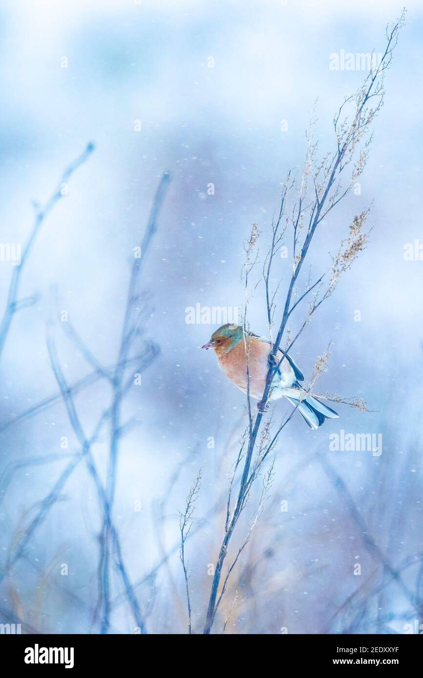 Gros plan d'un chaffinch mâle, Fringilla coelebs, fourrager dans la neige, beau cadre froid d'hiver Banque D'Images