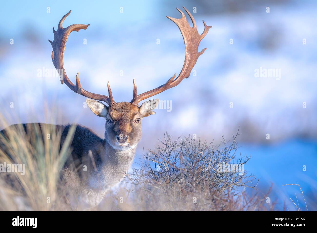 Cerf en jachère Dama Dama recherche dans la neige et la glace de la forêt d'hiver, une focalisation sélective est utilisée. Banque D'Images