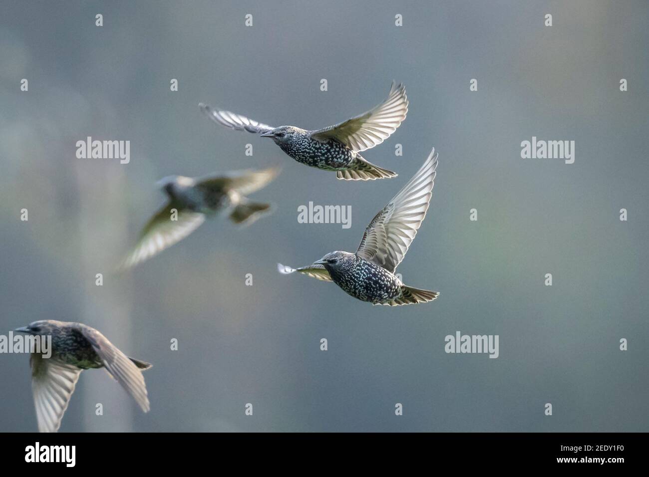 Un troupeau d'oiseaux étoiles communs Sturnus vulgaris migration dedans vol au-dessus d'une prairie Banque D'Images