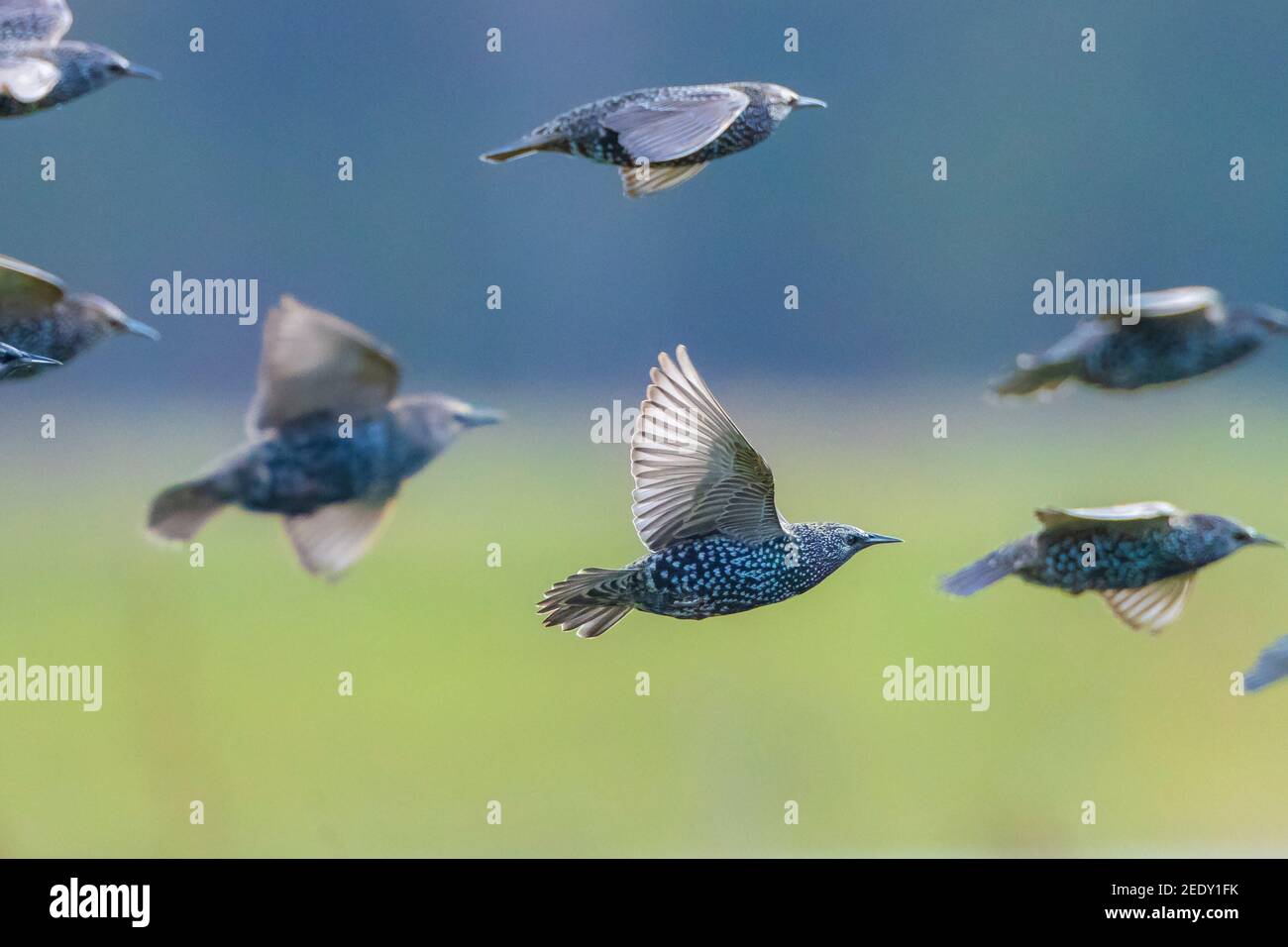 Un troupeau d'oiseaux étoiles communs Sturnus vulgaris migration dedans vol au-dessus d'une prairie Banque D'Images