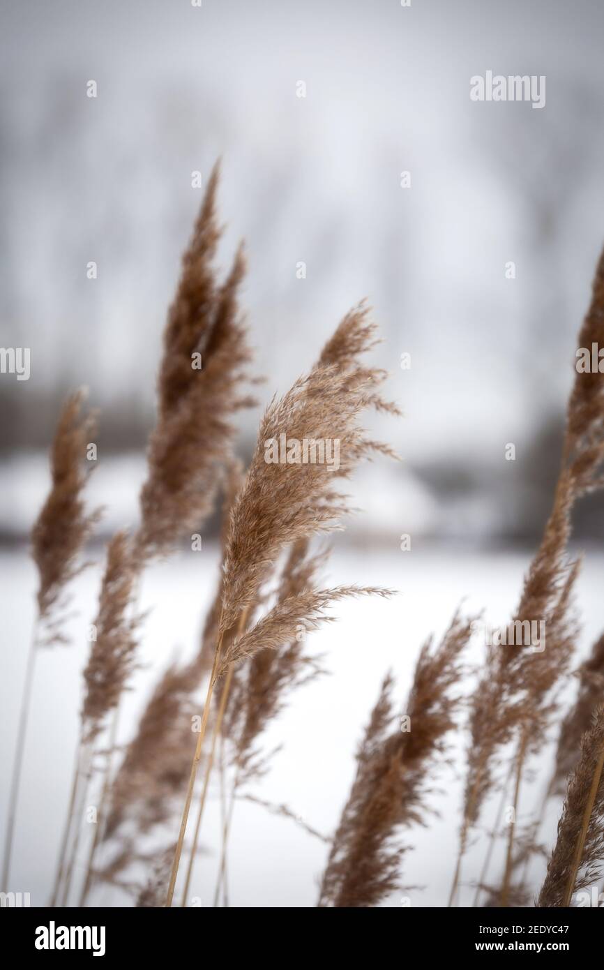 Pampas herbe dans le ciel, Résumé milieu naturel des plantes douces Cortaderia selloana se déplaçant dans le vent. Scène claire et lumineuse de plantes similaires Banque D'Images