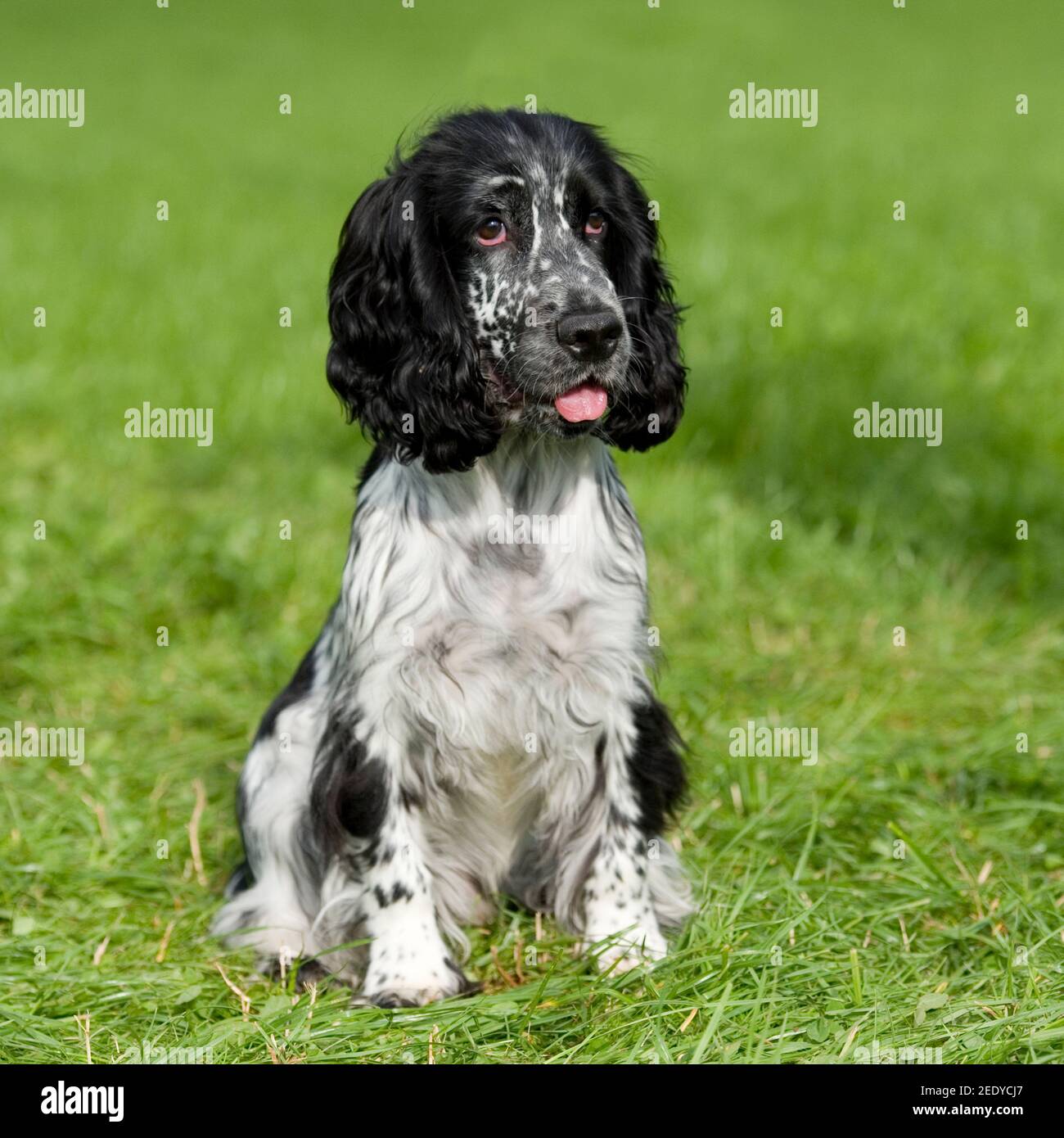 English Cocker Spaniel Black And White Banque D Image Et Photos Alamy