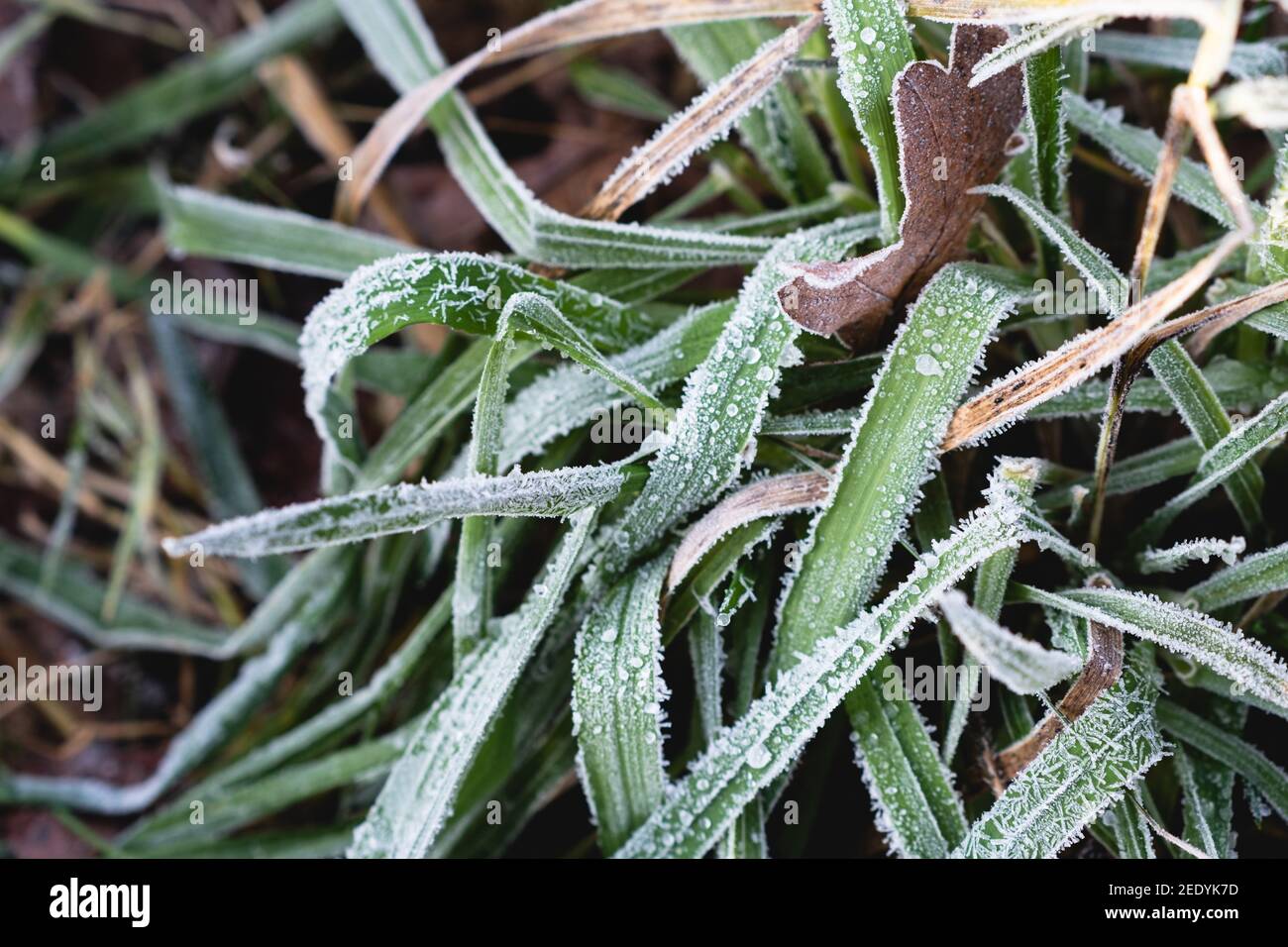 Journée froide dans la forêt avec des feuilles vertes sur le sol. Feuilles vertes couvertes de glace. Banque D'Images