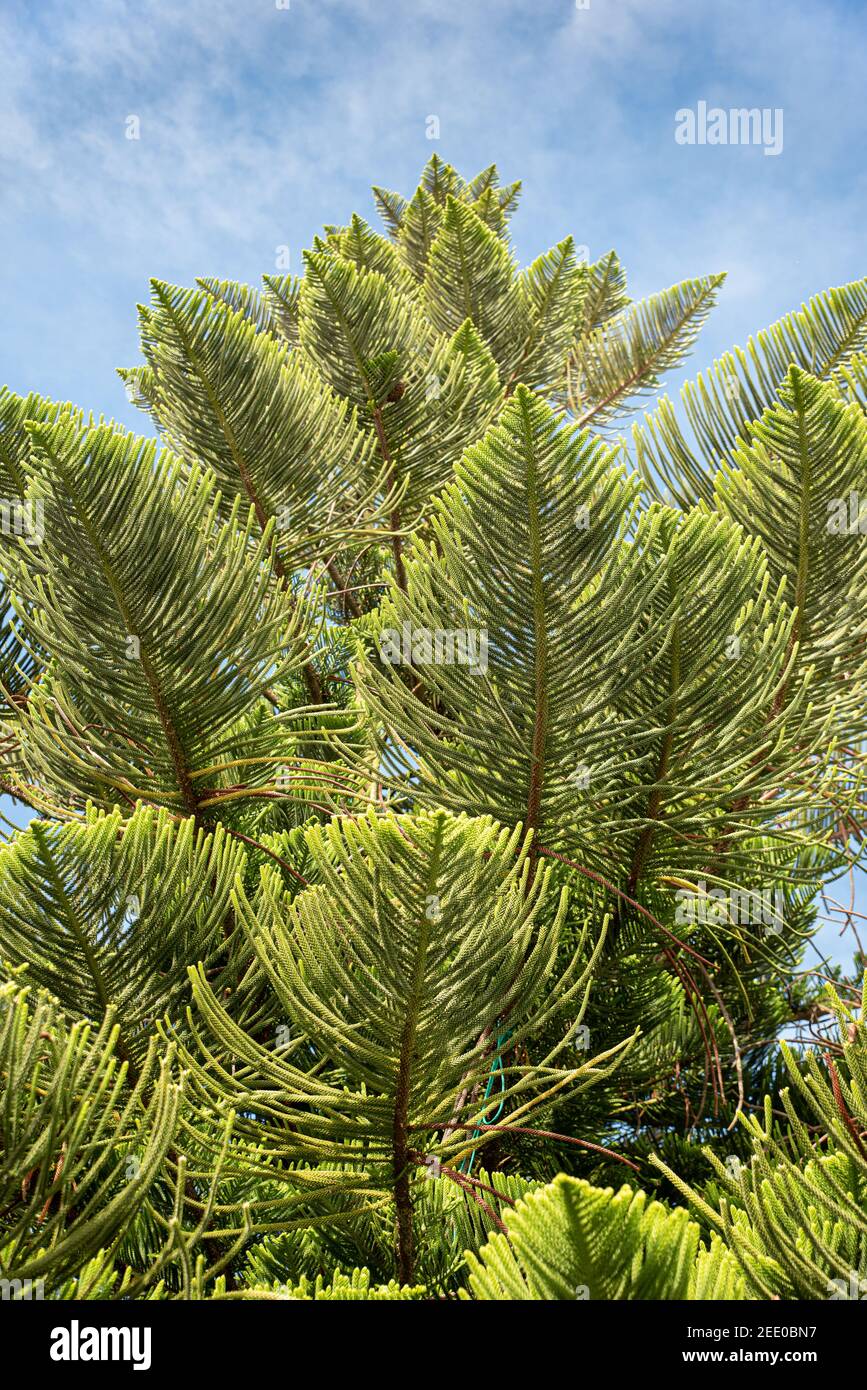 PIN de l'île Norfolk (Araucaria heterophylla). Également connu sous le nom de pin étoilé, arbre triangulaire ou arbre de Noël vivant, contraste de bleu ciel et vert Banque D'Images