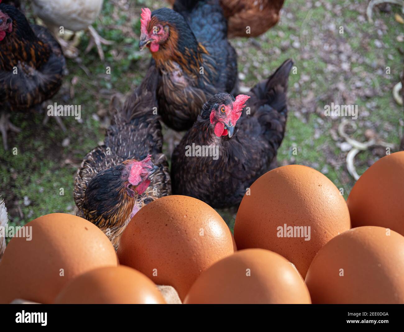Poules sur la ferme avec des œufs bruns au premier plan prêt à vendre Banque D'Images