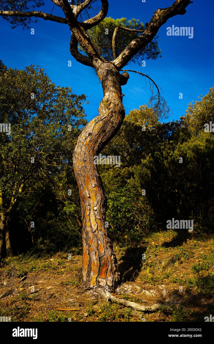 PIN méditerranéen, pinus pinea, Tibidabo, Barcelone Photo Stock Alamy
