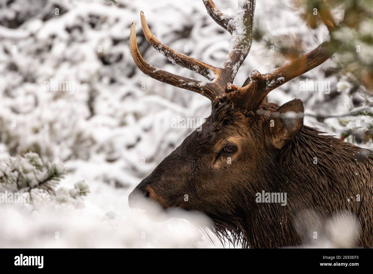 Big Bull dans des arbres enneigés, portrait en gros plan. Banque D'Images