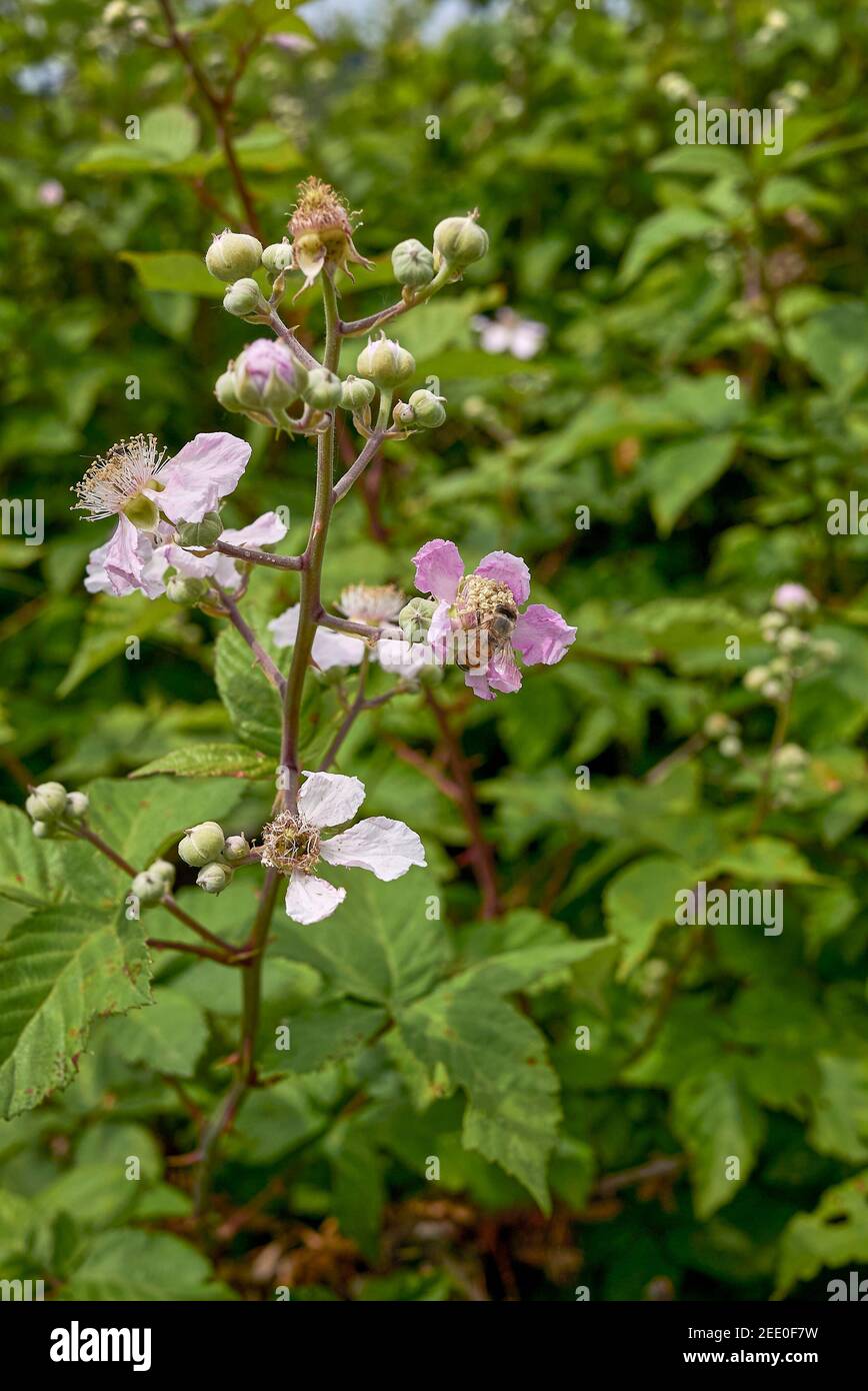 Fleurs roses Rubus ulmifolius Banque D'Images