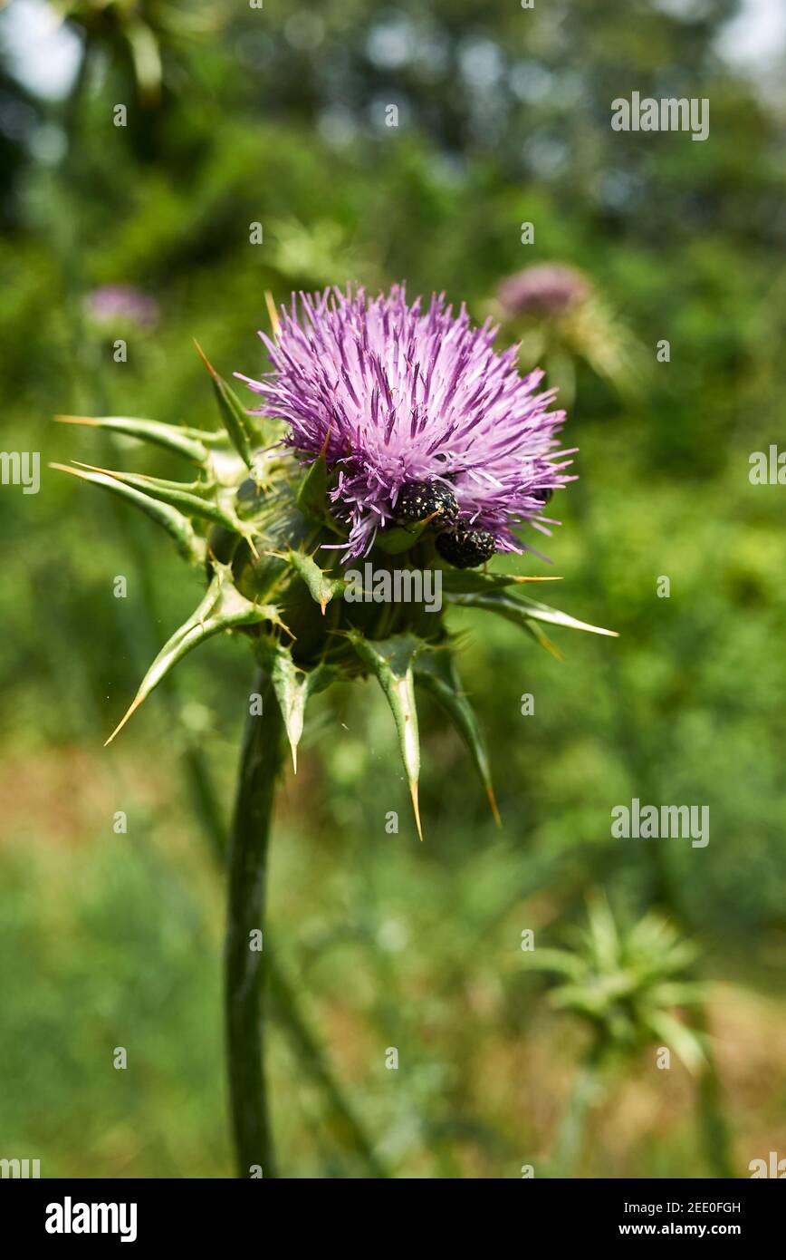 Silybum marianum fleurs et feuilles de près Banque D'Images
