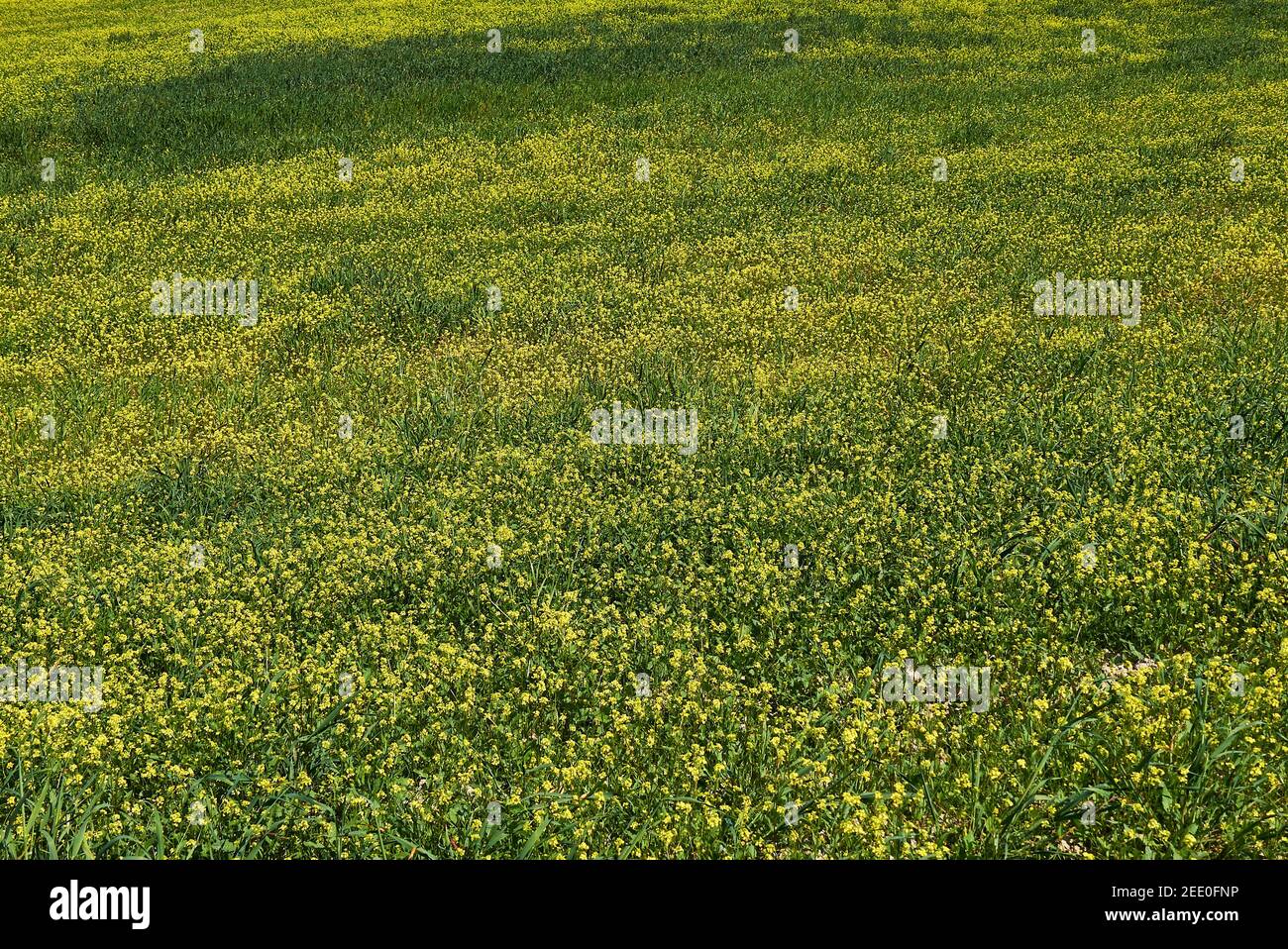 Fleurs jaunes de Sinapis arvensis dans le champ agricole Banque D'Images