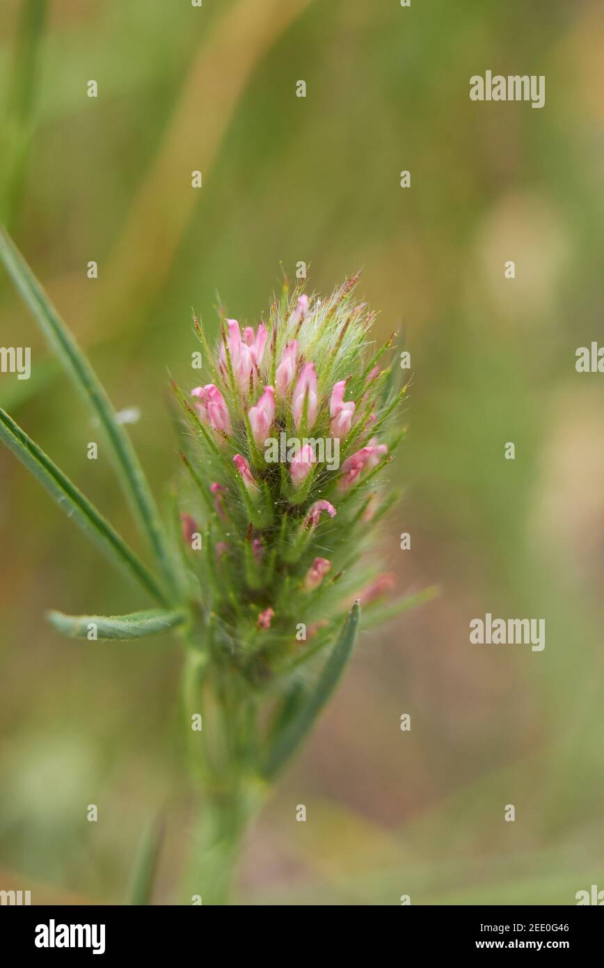 Trifolium angustifolium inflorescence rose gros plan Banque D'Images