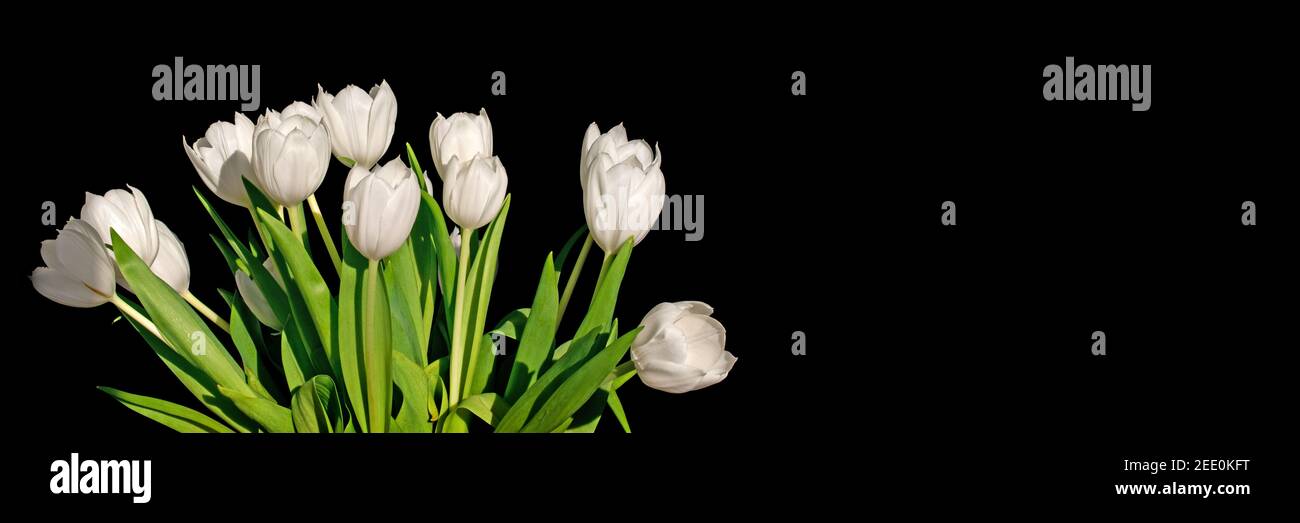 Bouquet de tulipes blanches isolé sur fond panoramique noir with copy space Banque D'Images