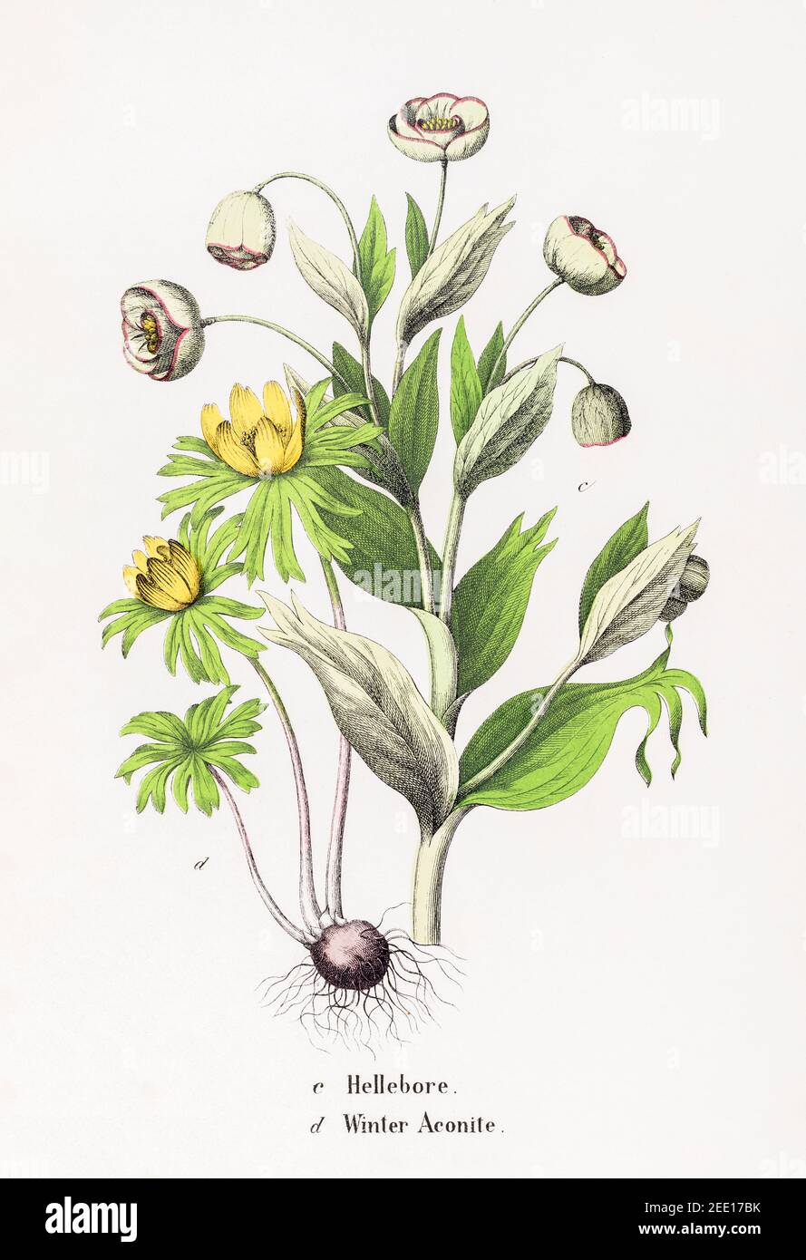 Illustration botanique victorienne du XIXe siècle restaurée numériquement de l'hellebore et de l'Aconite d'hiver / Eranthis hyemalis. Voir les remarques. Banque D'Images