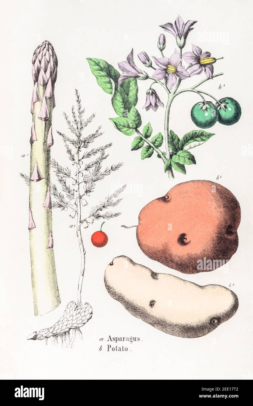 Illustration botanique victorienne du XIXe siècle restaurée numériquement des asperges / asperges officinalis et pomme de terre / Solanum tuberosum. Voir les remarques. Banque D'Images