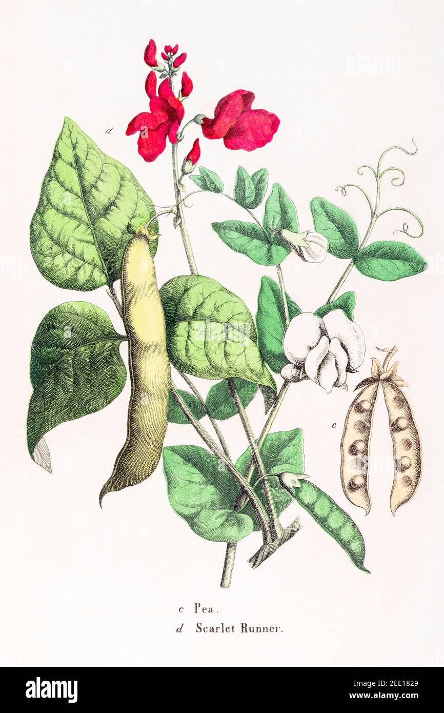 Illustration botanique victorienne du XIXe siècle restaurée numériquement de la plante Pea / Pisum sativum et du Scarlet Runner Bean / Phaseolus coccineus. Voir les remarques Banque D'Images