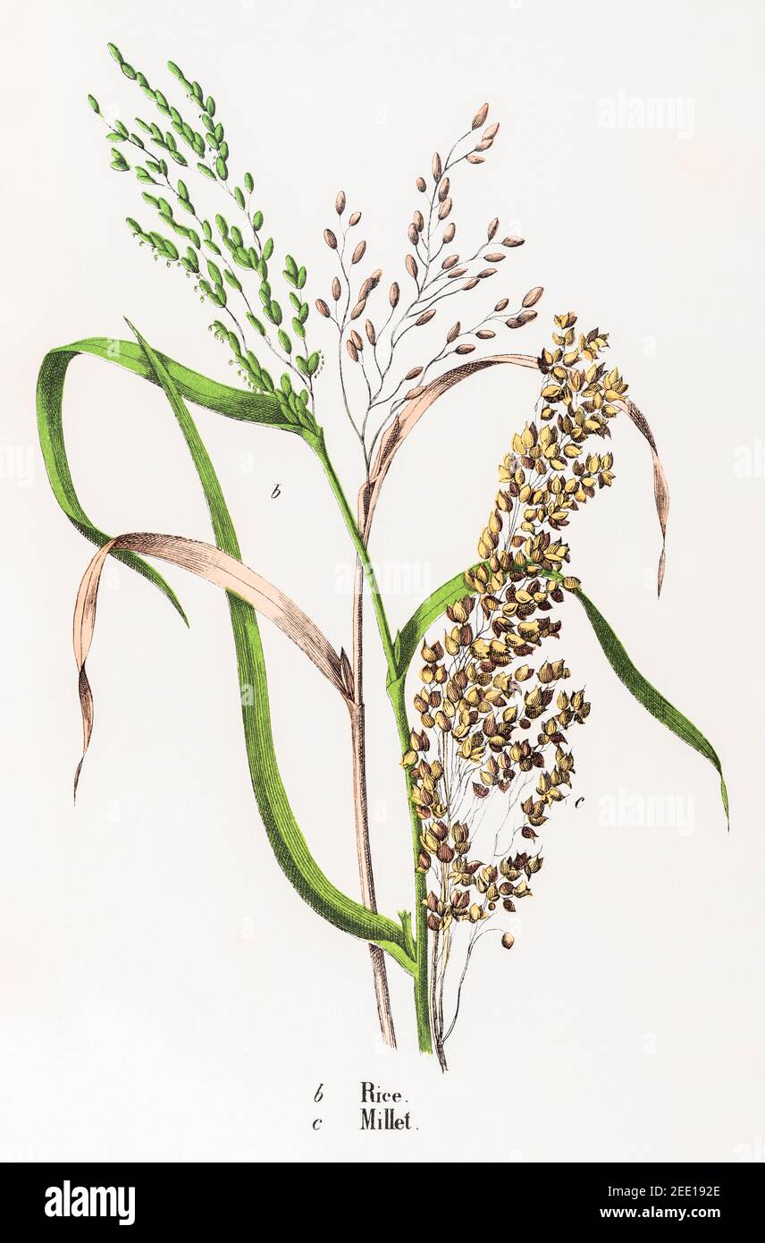 Illustration botanique victorienne du XIXe siècle restaurée numériquement du riz et du millet. Consultez les notes pour obtenir des informations sur la source et le processus. Banque D'Images