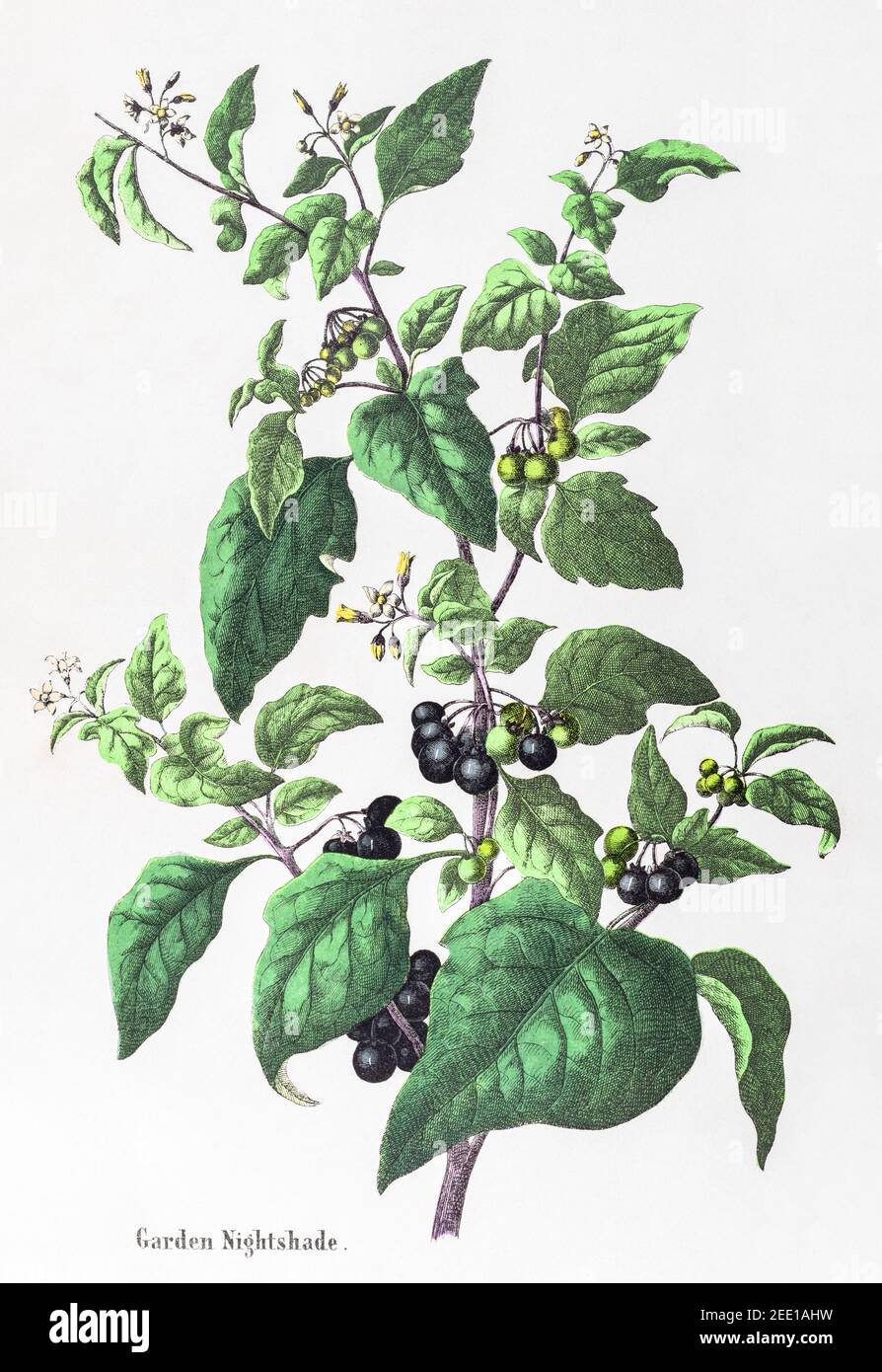 Illustration botanique victorienne du XIXe siècle restaurée numériquement de l'ombre de nuit du jardin, de l'ombre de nuit noire / du nigum de Solanum. Voir les remarques. Banque D'Images