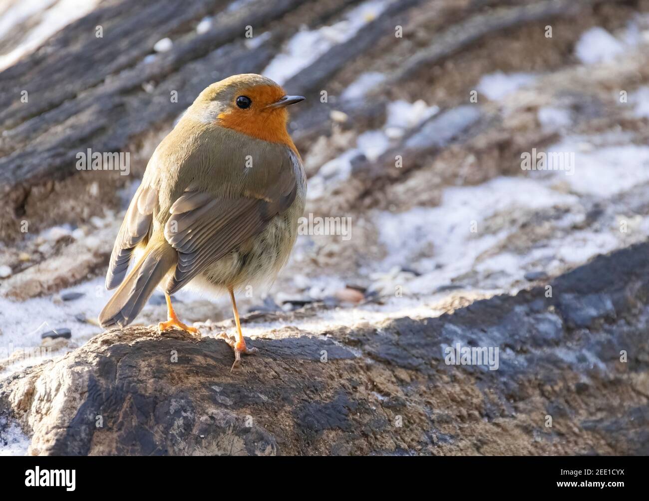 Robin Redbreast UK Winter - une vue latérale d'un oiseau robin européen, erithacus Rubecula, sur le sol dans la neige, Suffolk UK Banque D'Images