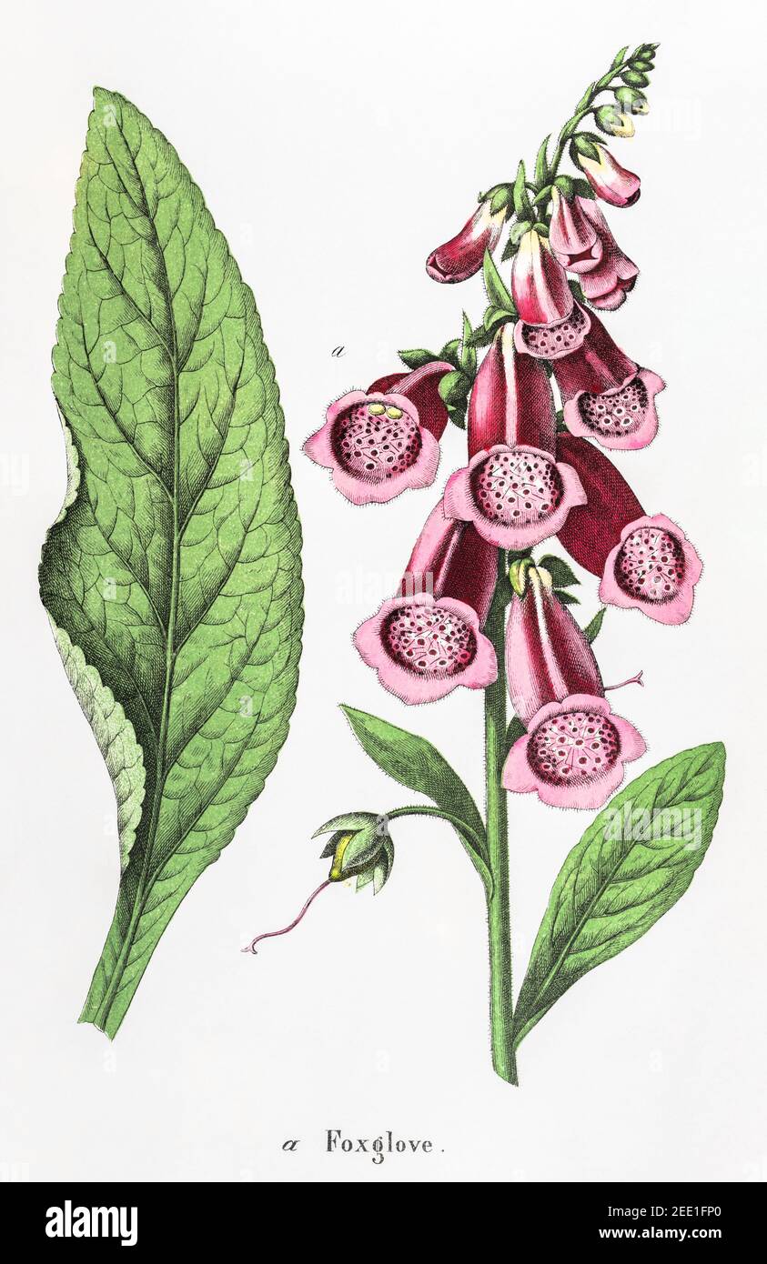 Illustration botanique victorienne du XIXe siècle restaurée numériquement de Purple Foxglove / Digitalis purpurea. Consultez les notes pour obtenir des informations sur la source et le processus. Banque D'Images
