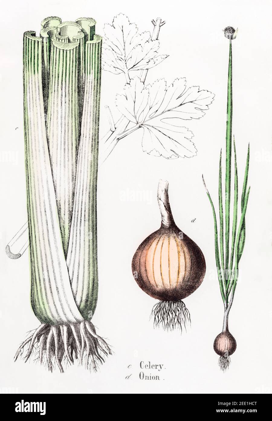 Illustration botanique victorienne du XIXe siècle restaurée numériquement de céleri / Apium graveolens et oignon / Allium cesp. Voir les notes pour la source. Banque D'Images