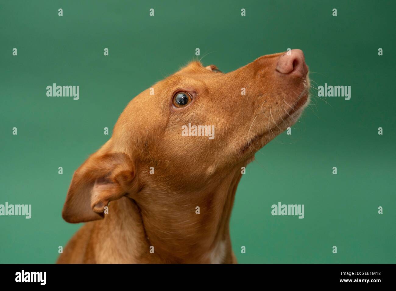 Podenco Andaluz Spagna Hunting Dog Portrait sauvé Banque D'Images