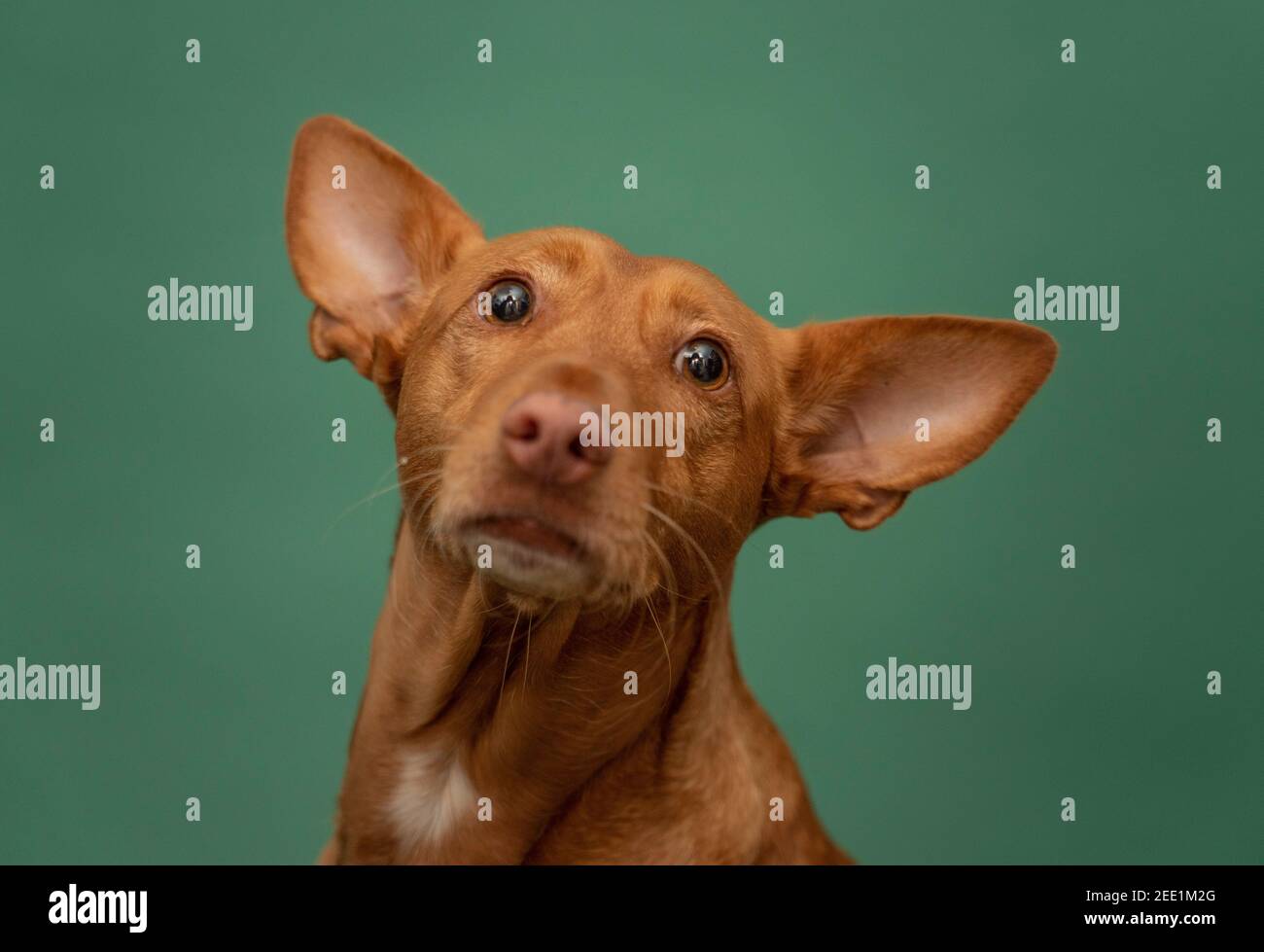 Podenco Andaluz Spagna Hunting Dog Portrait sauvé Banque D'Images