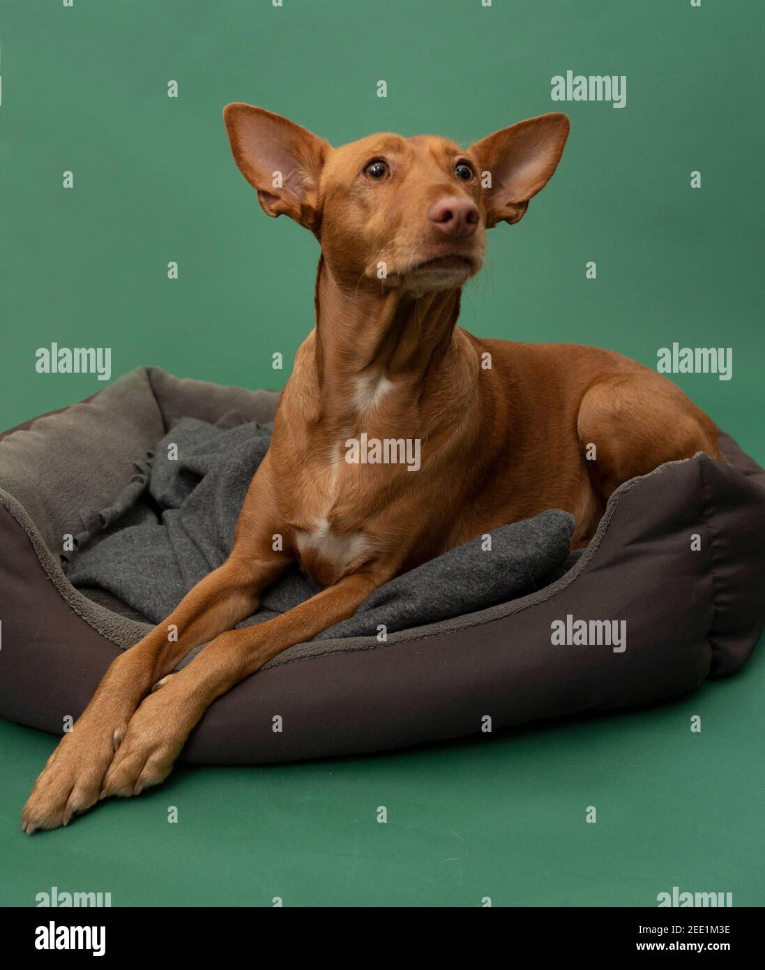 Podenco Andaluz Spagna Hunting Dog Portrait sauvé Banque D'Images