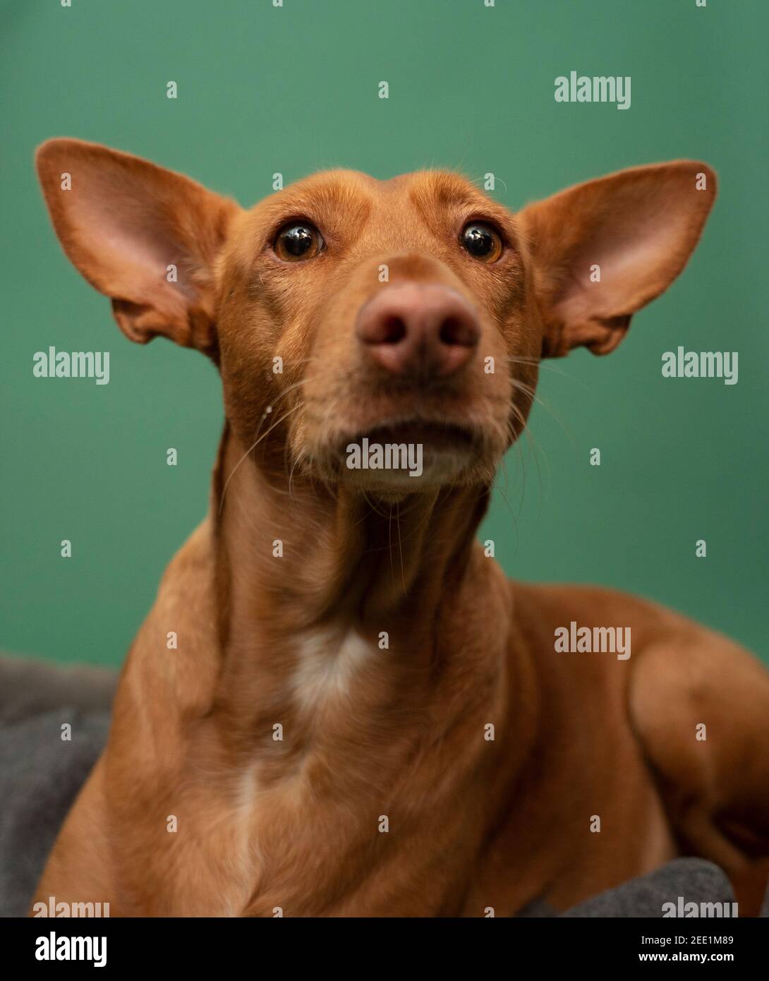 Podenco Andaluz Spagna Hunting Dog Portrait sauvé Banque D'Images