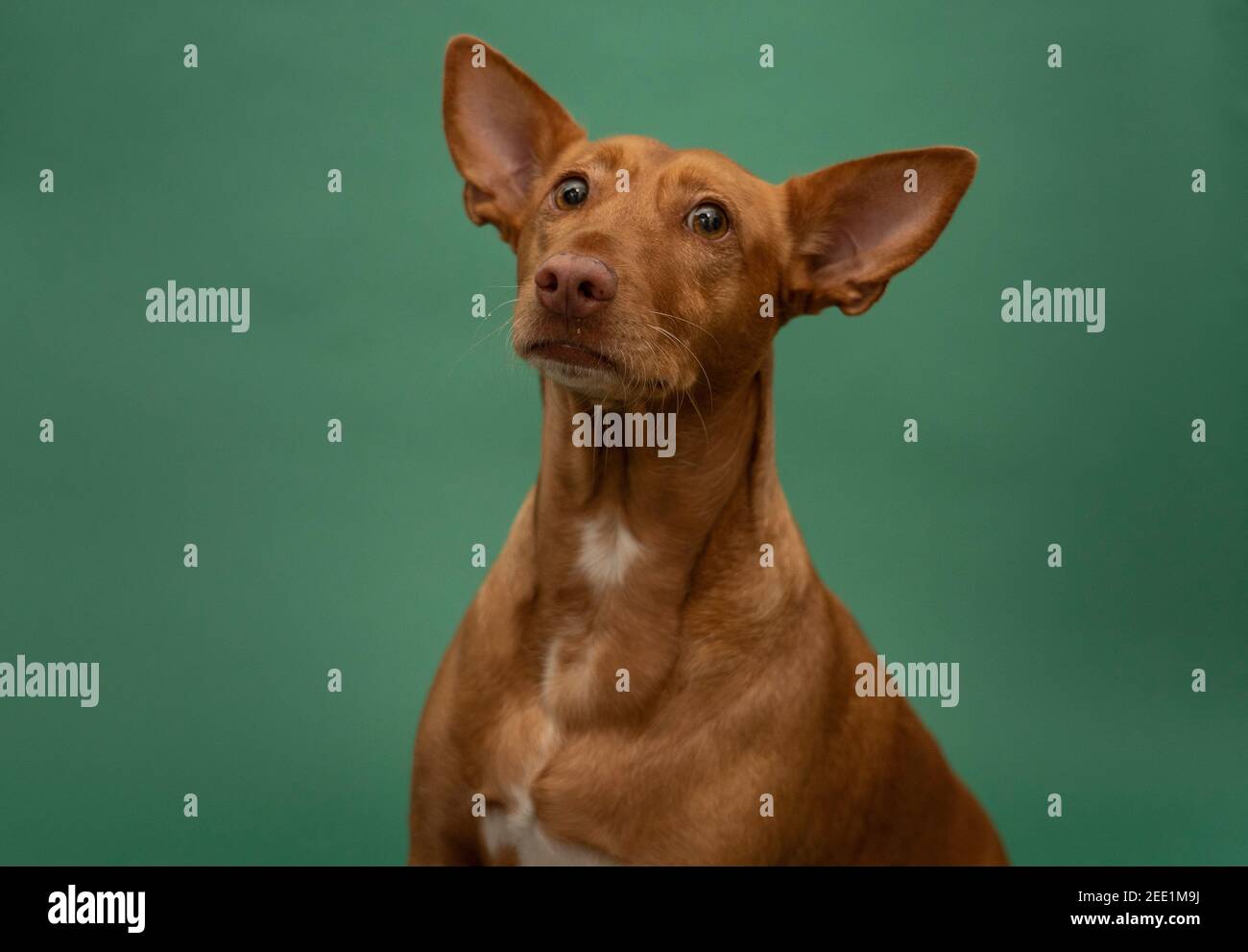 Podenco Andaluz Spagna Hunting Dog Portrait sauvé Banque D'Images