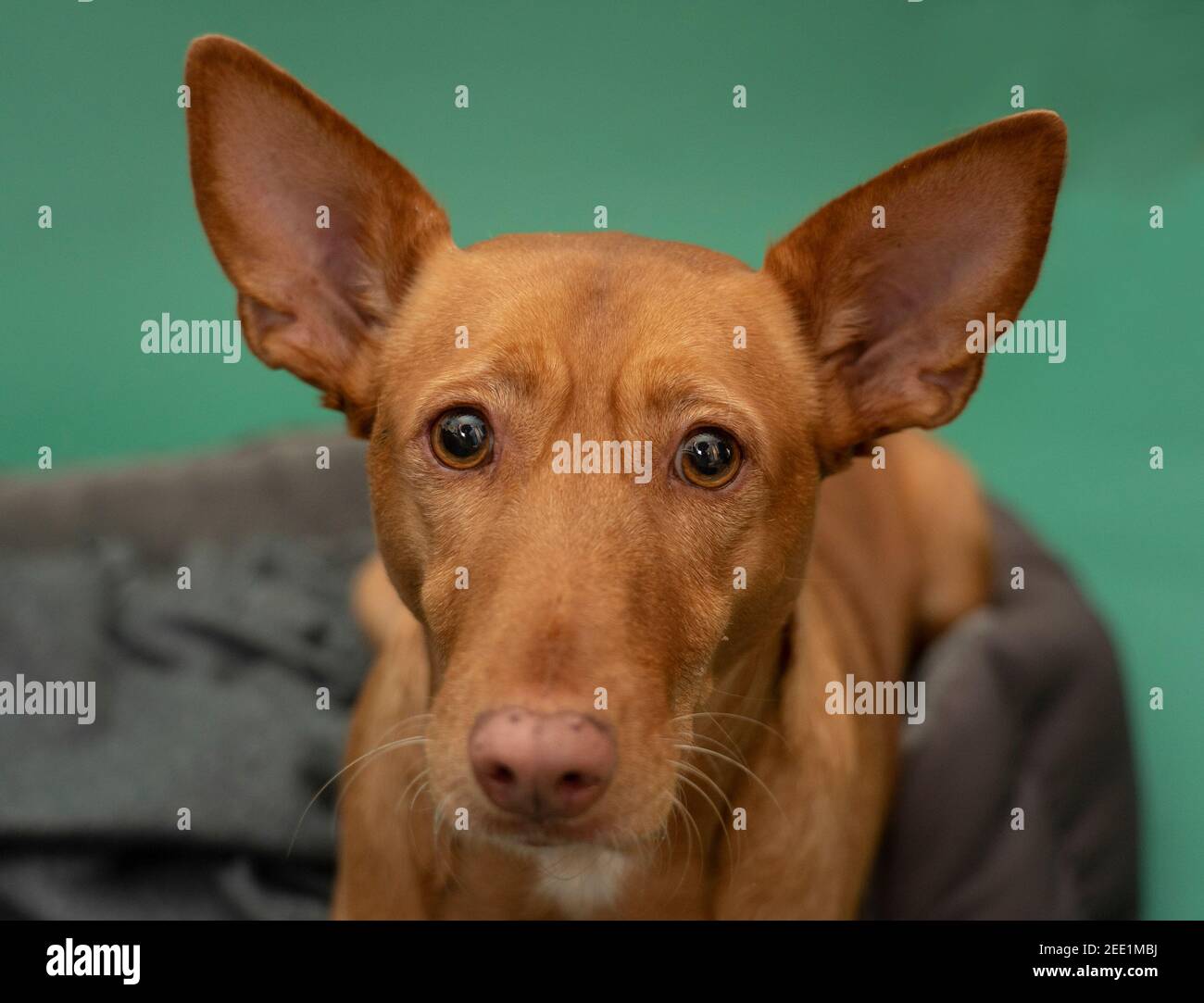 Podenco Andaluz Spagna Hunting Dog Portrait sauvé Banque D'Images