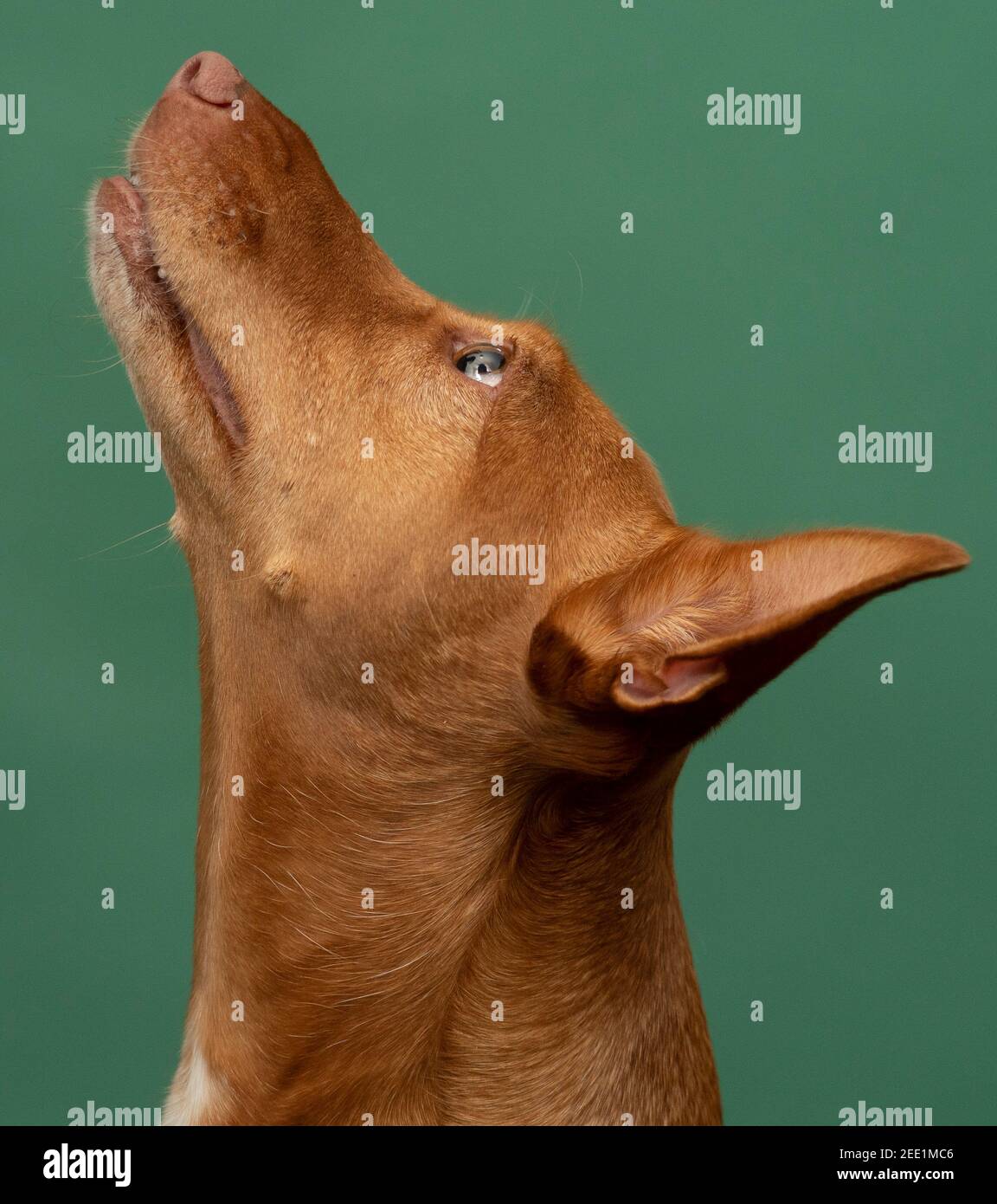 Podenco Andaluz chien de chasse espagnol Portait sauvé Banque D'Images