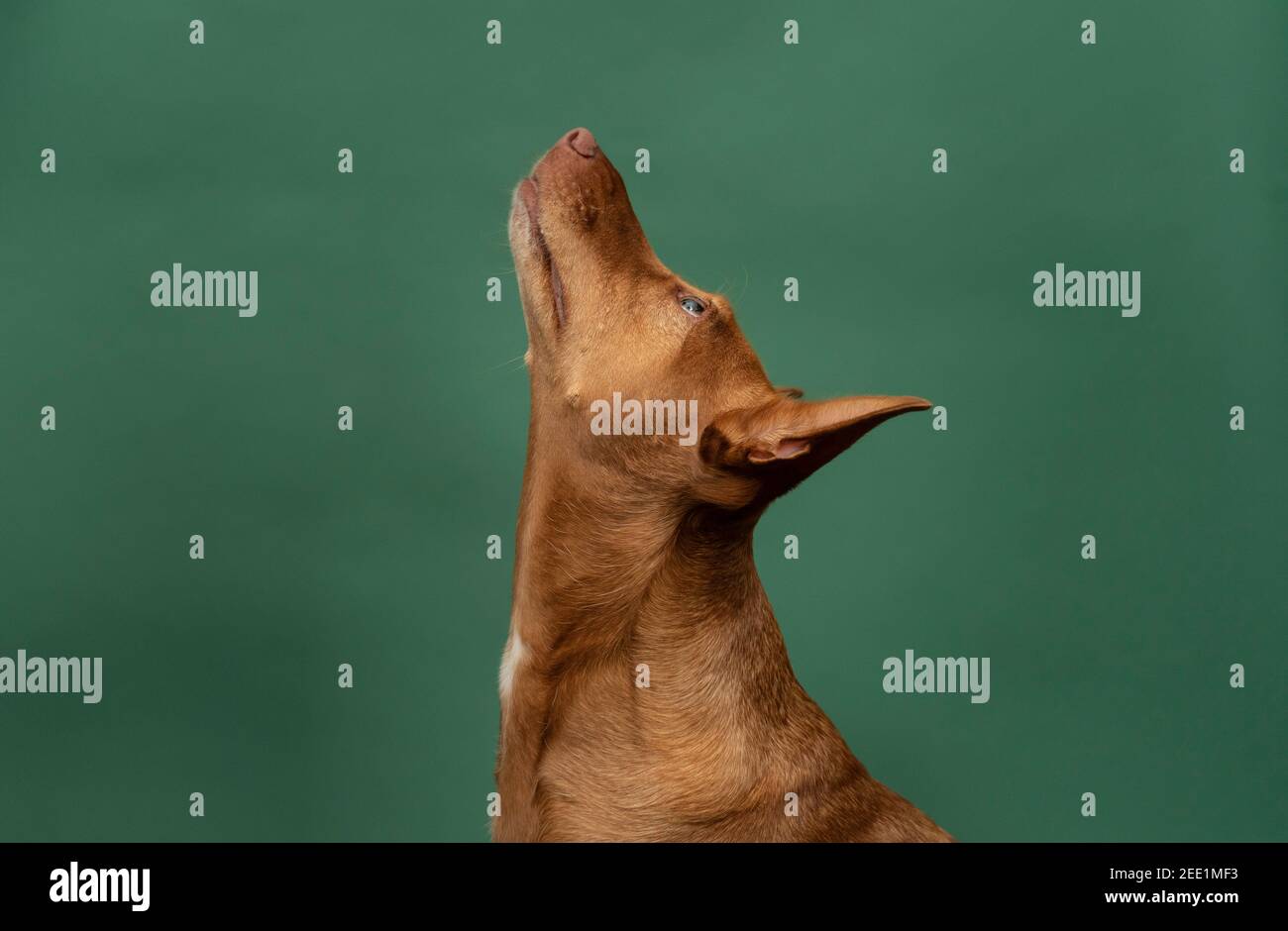 Podenco Andaluz chien de chasse espagnol Portait sauvé Banque D'Images