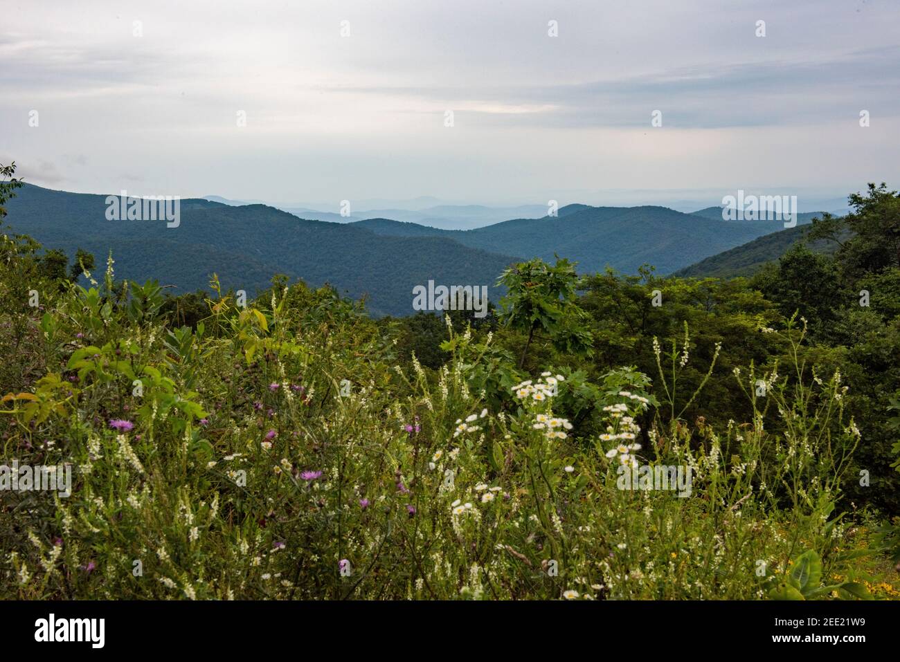 Les montagnes Blue Ridge, vues depuis Skyline Drive dans le parc national Shenandoah. Banque D'Images