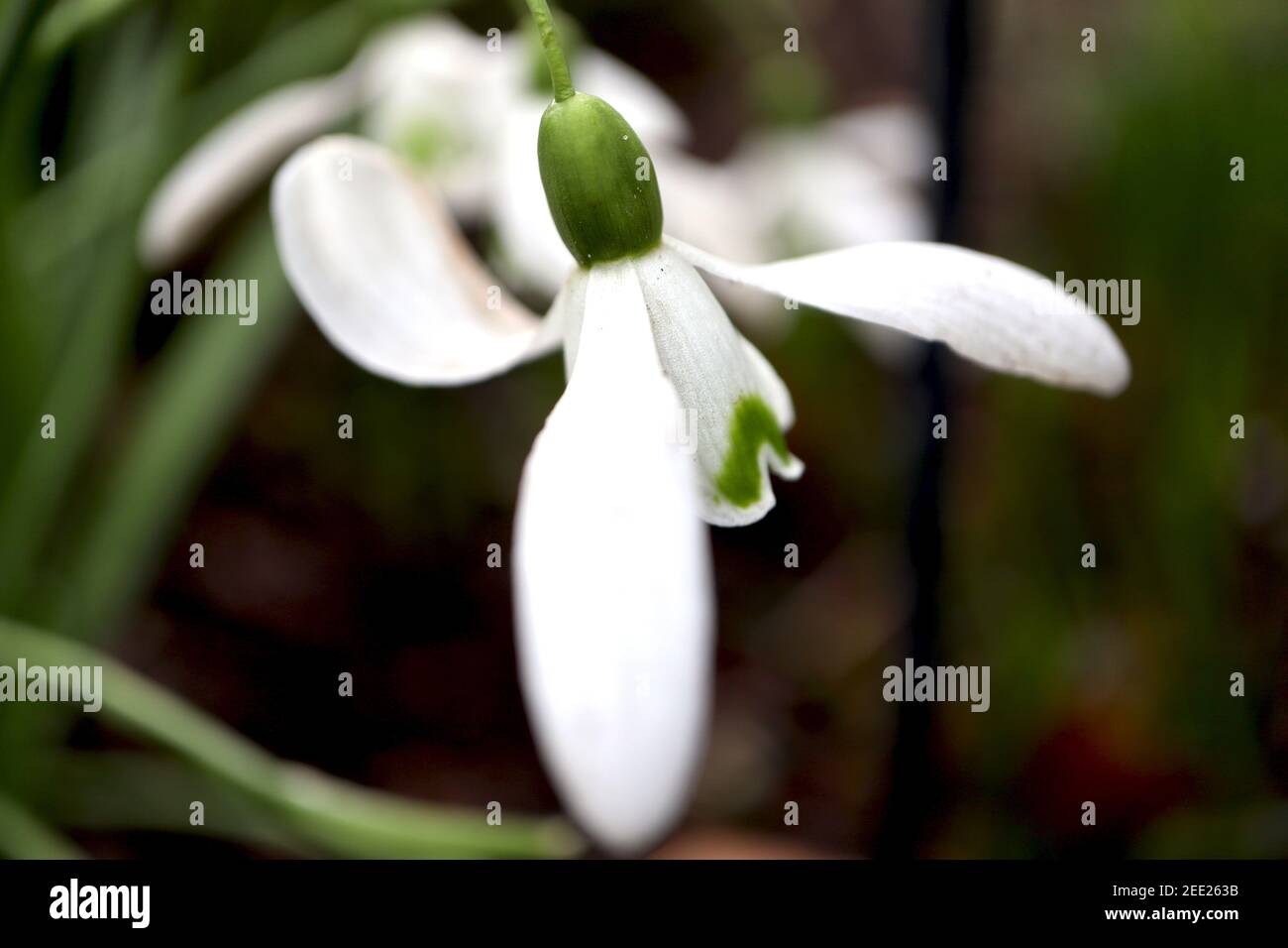 Galanthus nivalis Snowdrops – fleurs blanches pendantes en forme de cloche avec une marque de coeur verte à l'envers, février, Angleterre, Royaume-Uni Banque D'Images
