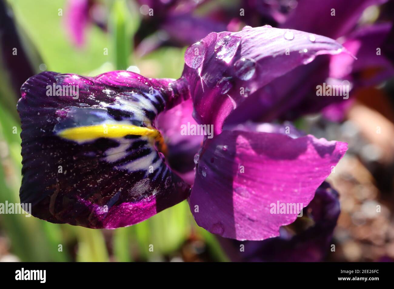 Iris reticulata ‘George’ Dwarf iris George - iris nain violet profond avec freckles bleu foncé et côtes jaunes, février, Angleterre, Royaume-Uni Banque D'Images