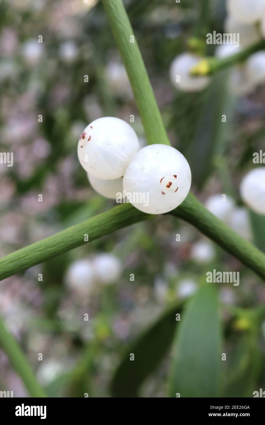 Viscum album Mistletoe – baies blanches croisant des branches vertes, février, Angleterre, Royaume-Uni Banque D'Images