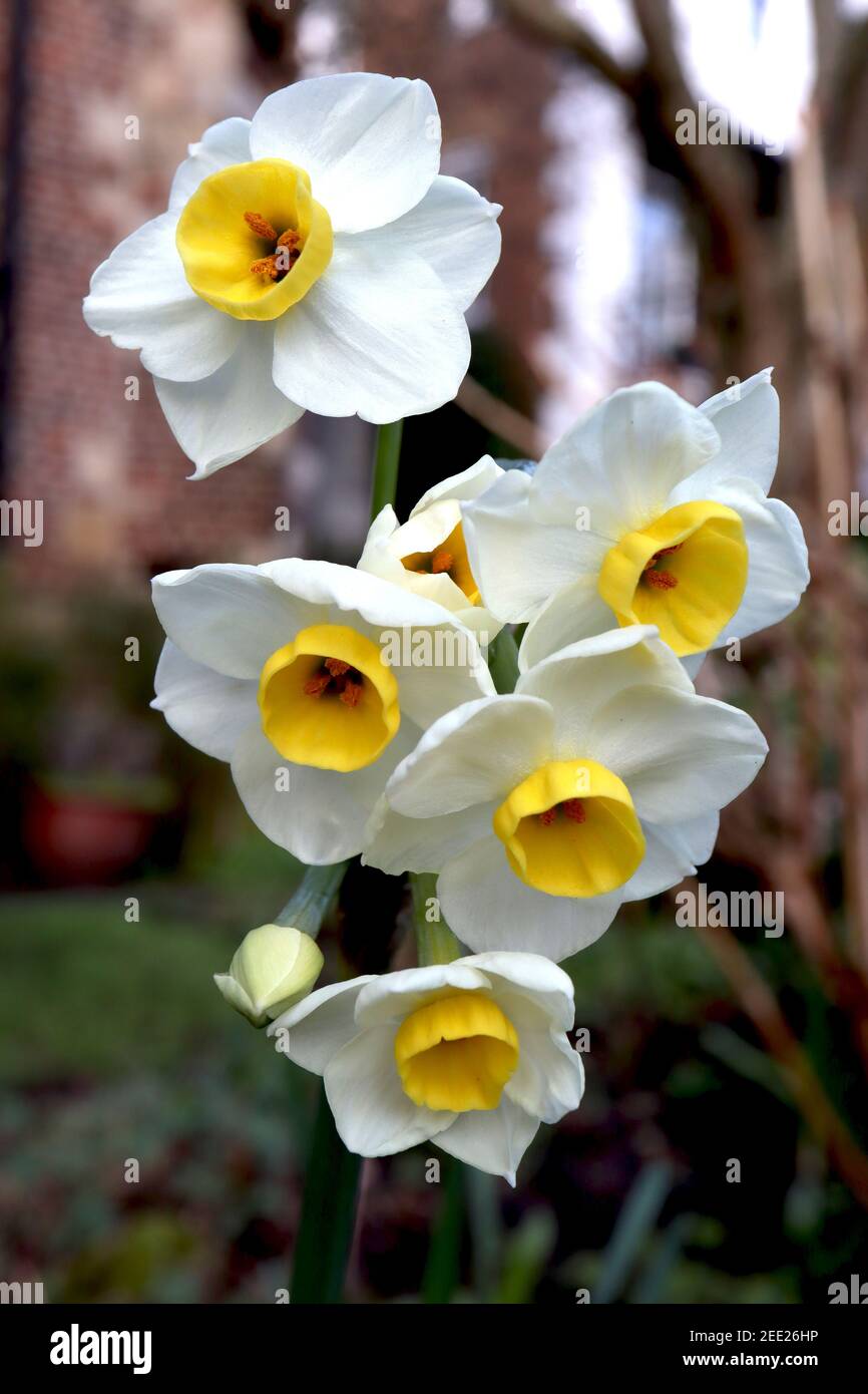 Narcisse 'Canaliculatus' / Daffodil Canaliculatus Division 8 daffodils Tazetta jonquilles à tête multiple très parfumée, tasse jaune, février, Angleterre, Royaume-Uni Banque D'Images