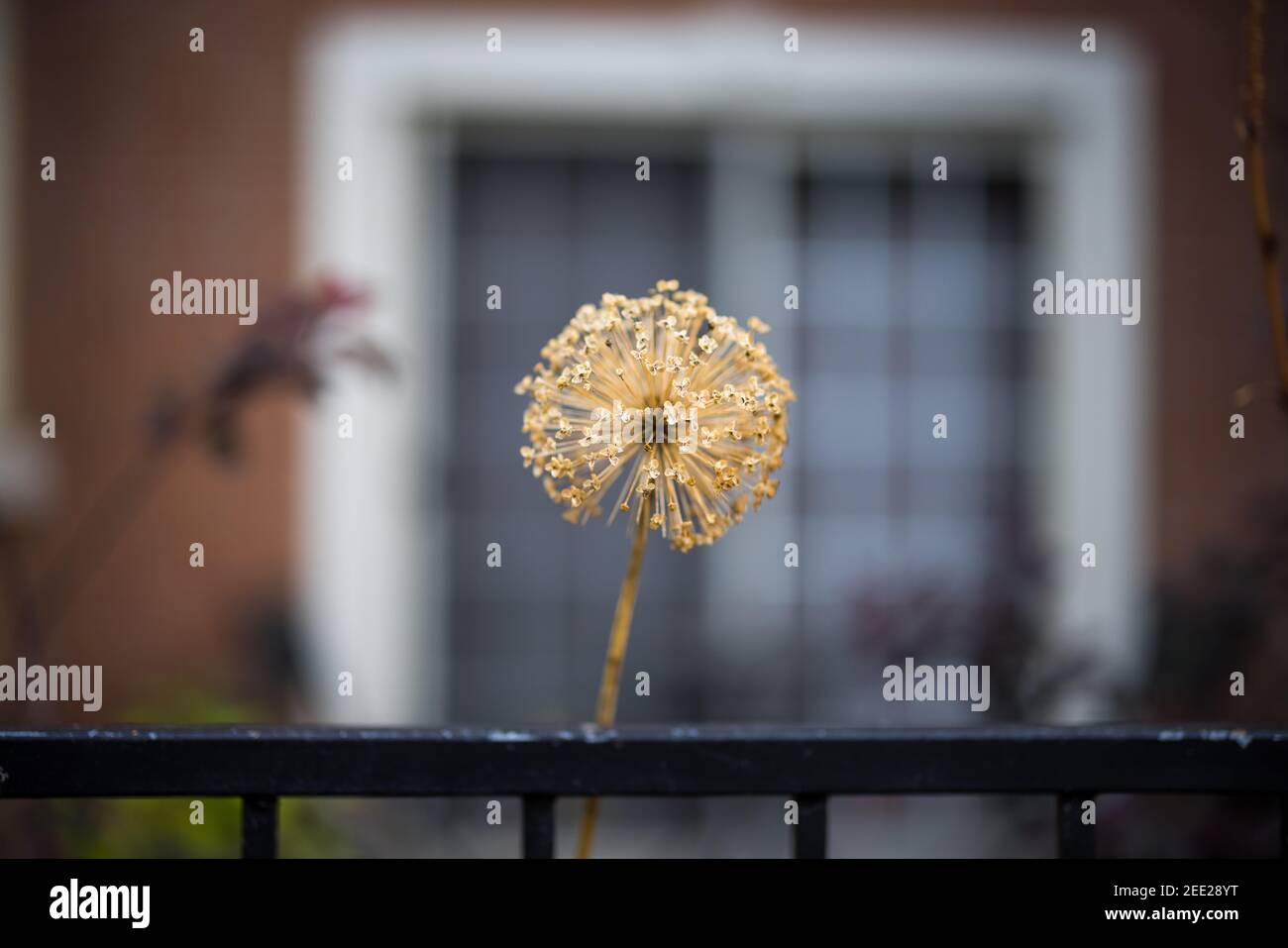 L'oignon ornemental Allium derrière la clôture de jardin noir Banque D'Images