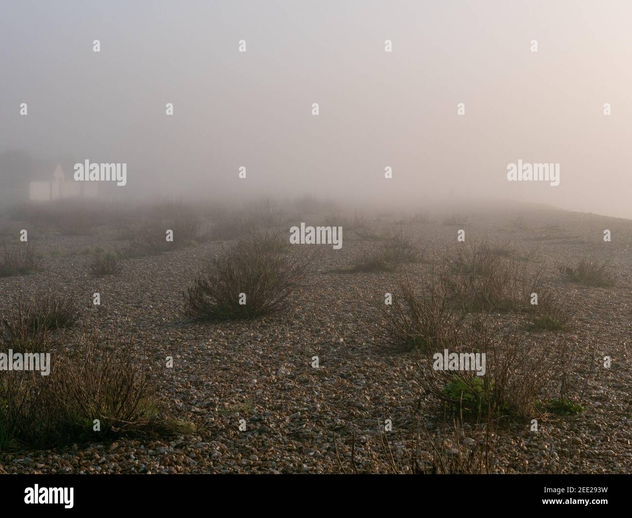 Végétation vue sur la dune de galets pendant une matinée brumeuse et brumeuse sur la plage d'Aldwick sur la côte sud de l'Angleterre. Banque D'Images