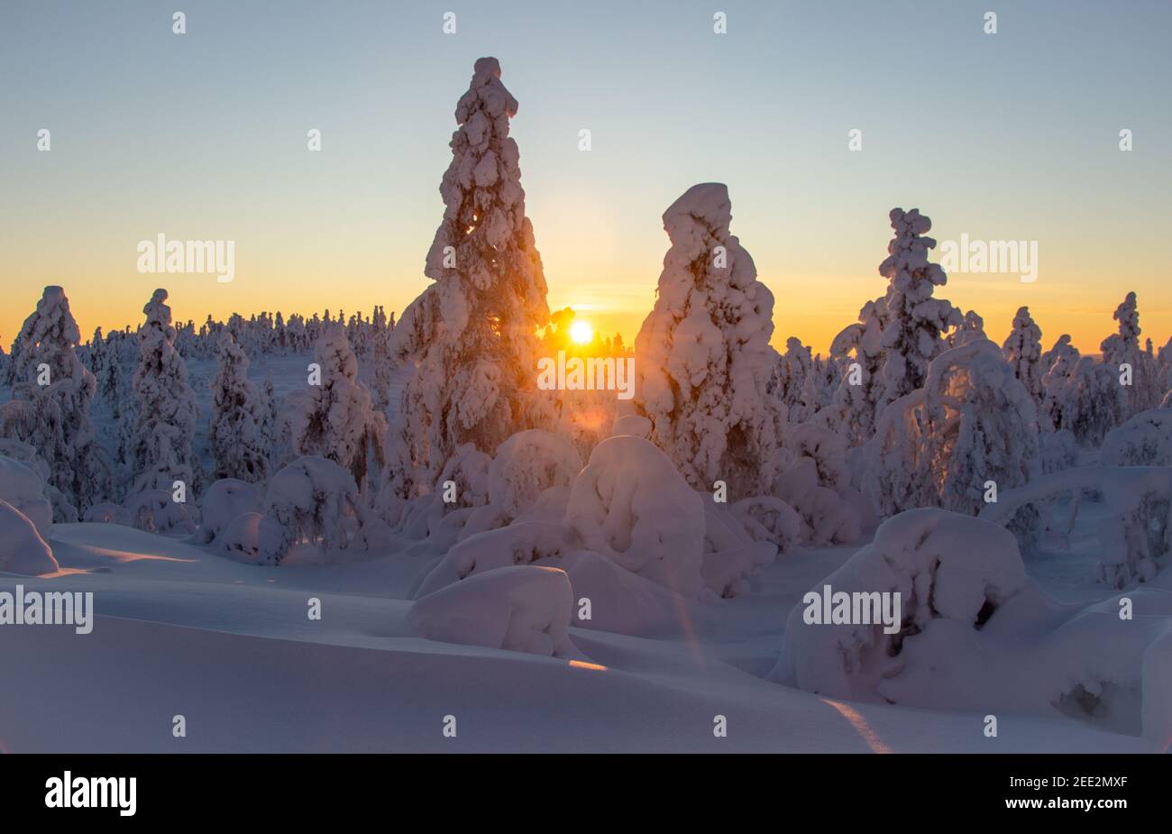 Forêt enneigée en Laponie finlandaise Banque D'Images