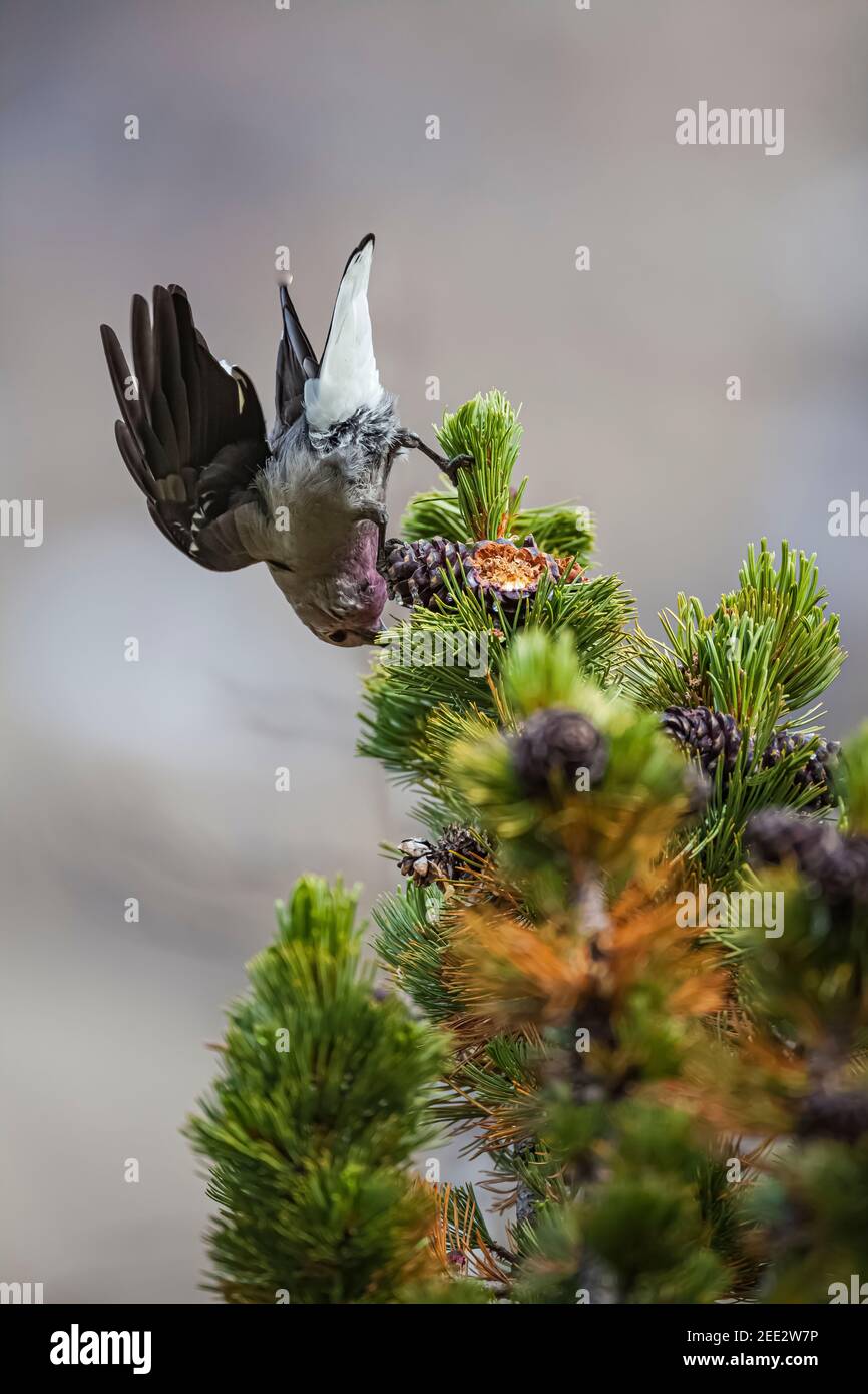 Clark's Nutcracker, Nucifraga columbiana, récolte du pin blanc, Pinus albicaulis, graines provenant de cônes dans le parc national Banff, Alberta, Canada Banque D'Images