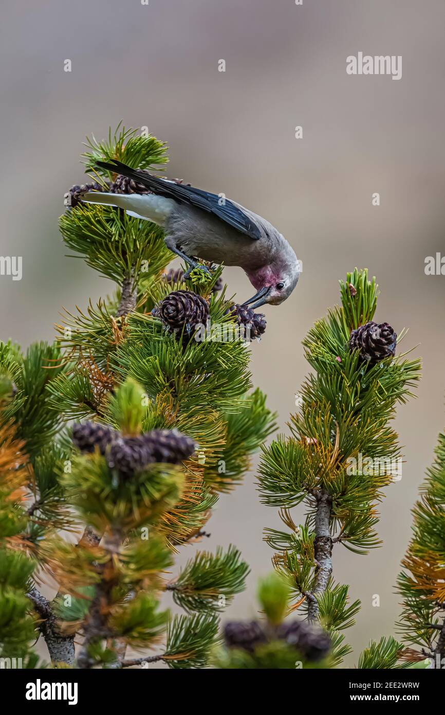 Clark's Nutcracker, Nucifraga columbiana, récolte du pin blanc, Pinus albicaulis, graines provenant de cônes dans le parc national Banff, Alberta, Canada Banque D'Images