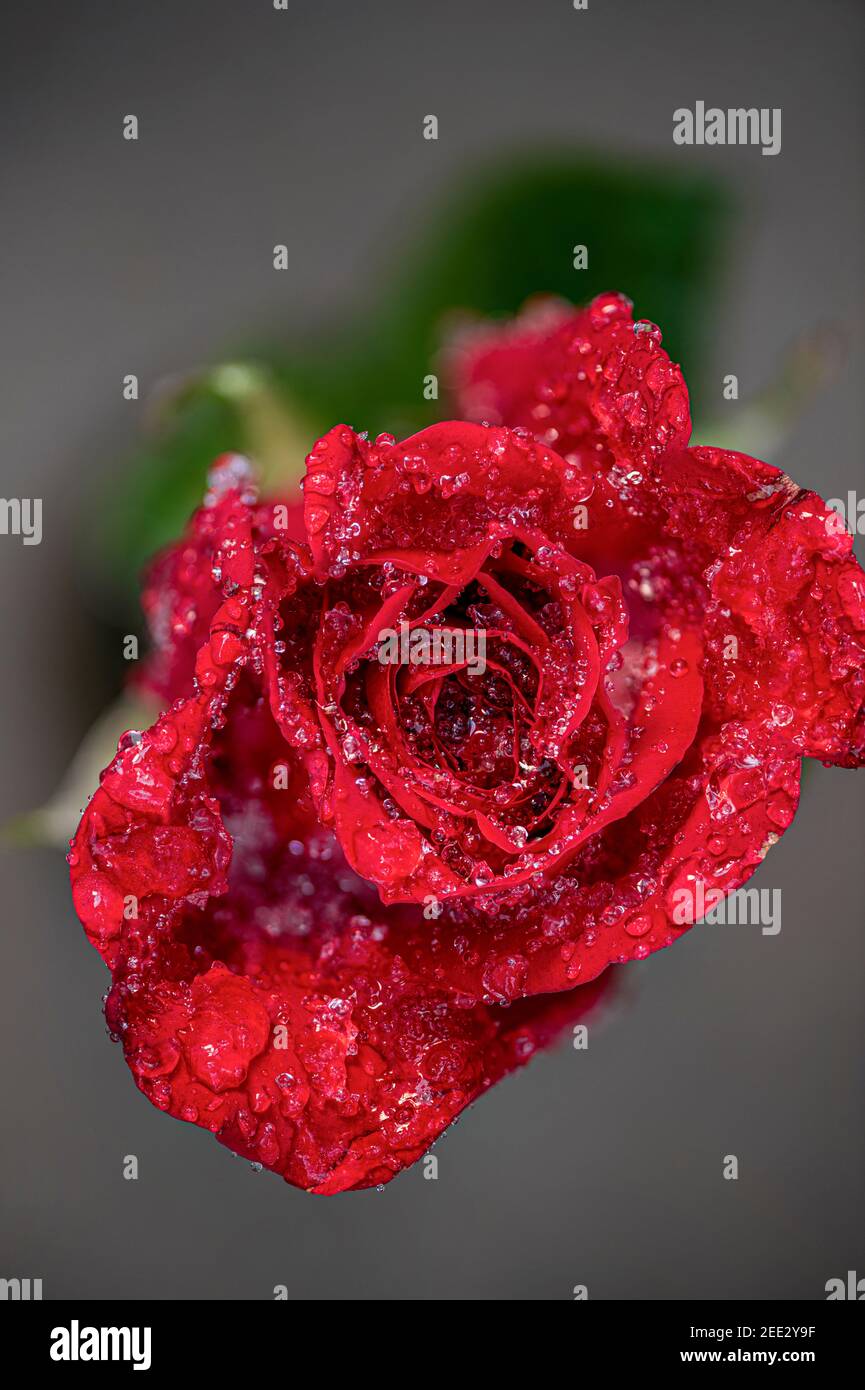 Vue rapprochée de la rose congelée Photo Stock - Alamy