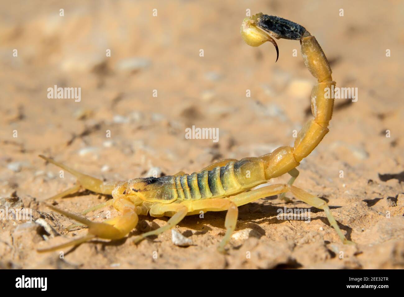 Deathstalker, scorpion scorpion jaune ou israélien (Leiurus quinquestriatus) en position défensive, désert du Néguev, en Israël. Banque D'Images
