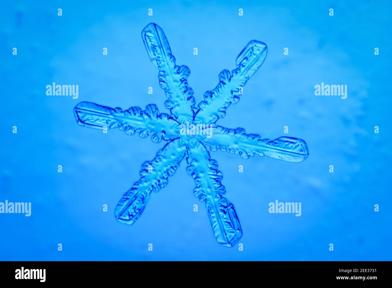 Photo macro d'un petit flocon de neige sur fond bleu Banque D'Images
