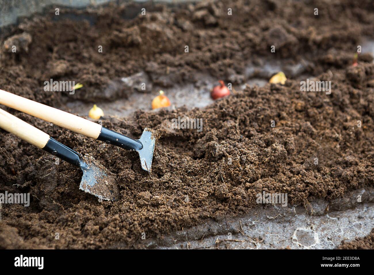 Le râteau et une pelle sont insérés dans le sol depuis le jardin, l'ensemencement d'oignon est planté. Printemps, travail sur une parcelle de terrain, aménagement paysager, garde Banque D'Images