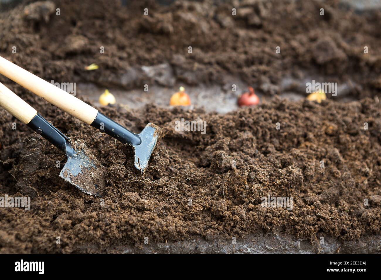 Le râteau et une pelle sont insérés dans le sol depuis le jardin, l'ensemencement d'oignon est planté. Printemps, travail sur une parcelle de terrain, aménagement paysager, garde Banque D'Images