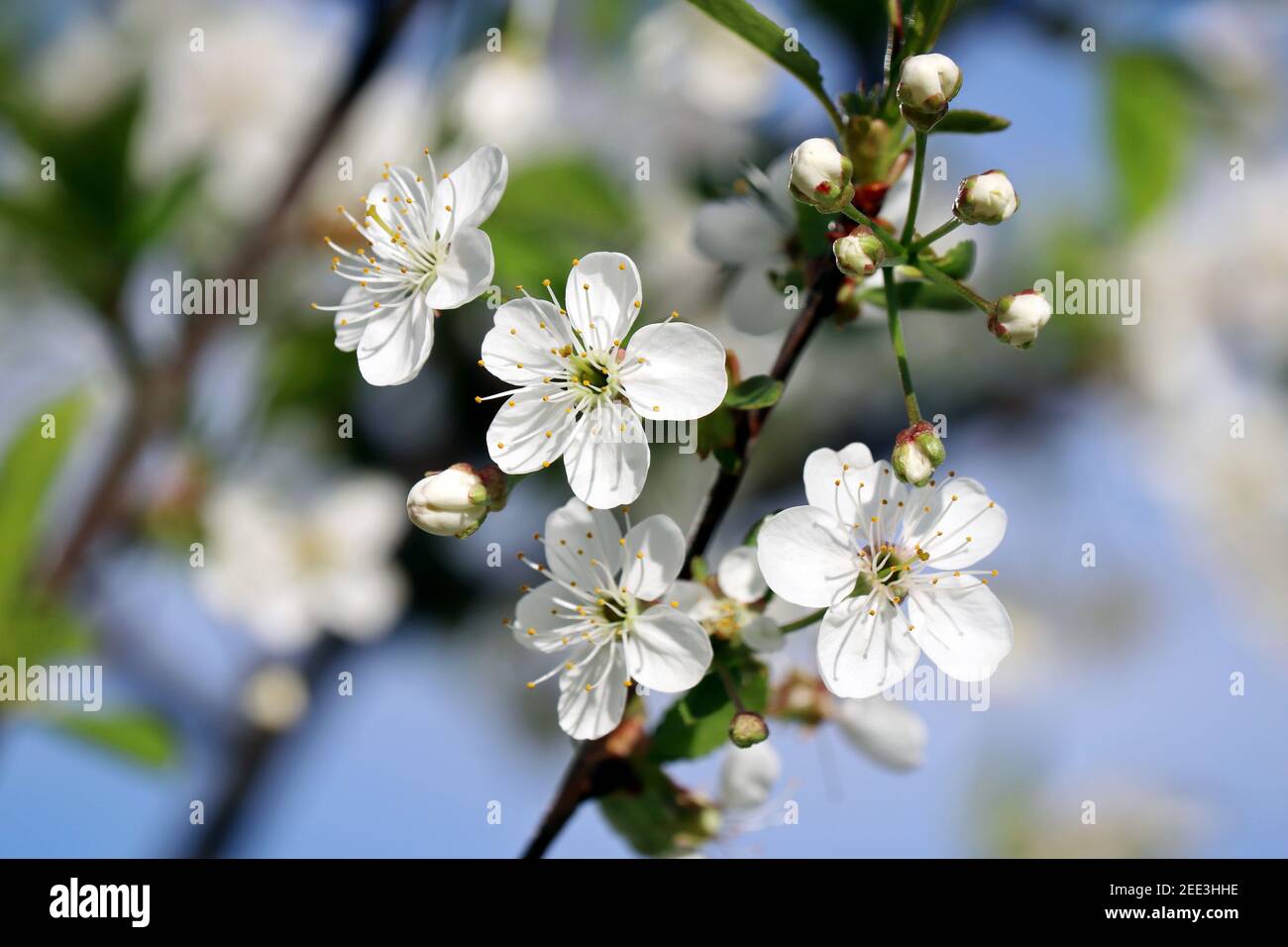 Fleur de cerisier au printemps sur fond bleu ciel flou. Fleurs blanches sur une branche dans un jardin, couleurs douces Banque D'Images